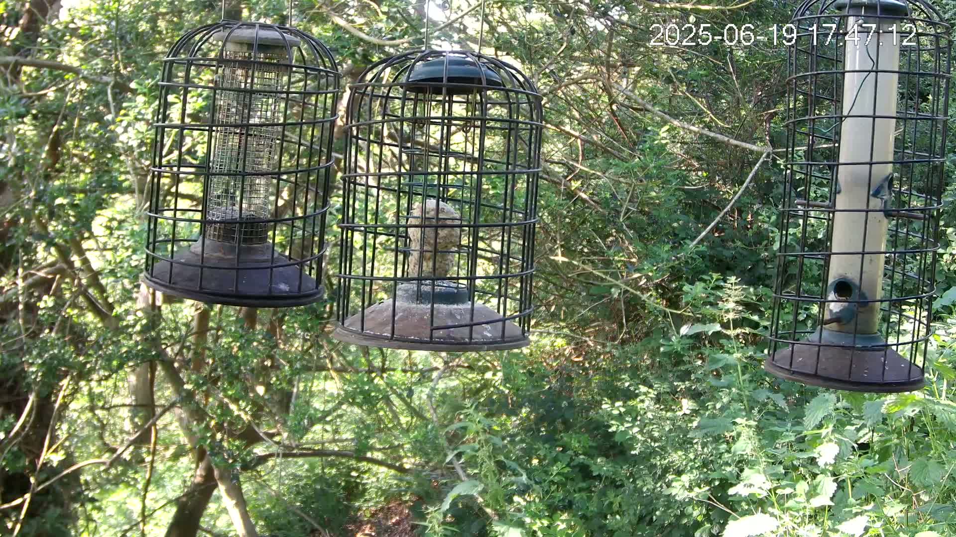 Three caged bird feeders hang from tree branches in a sun-dappled woodland.