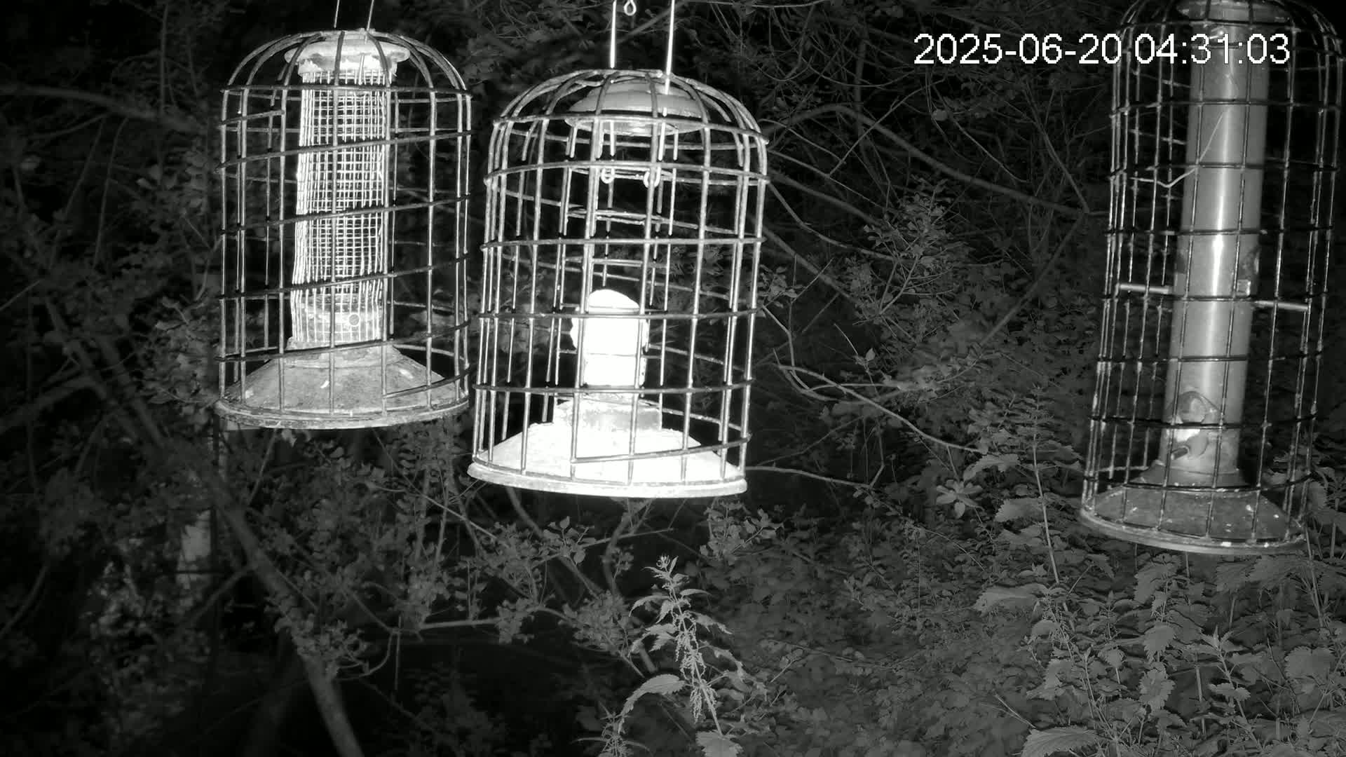 Cornwall, Bird Watching Bird Feeder Live Cam -  Helston, Cornwall, South West, England, United Kingdom