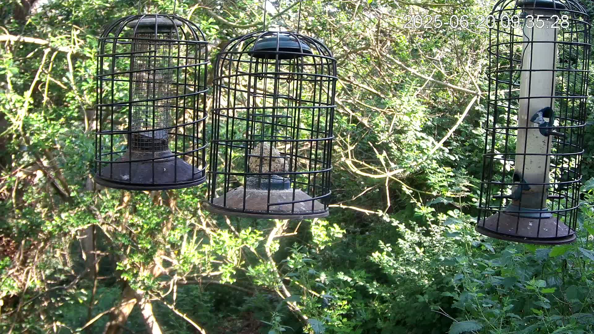 Three caged bird feeders hang from a tree branch in a sunny, leafy woodland.