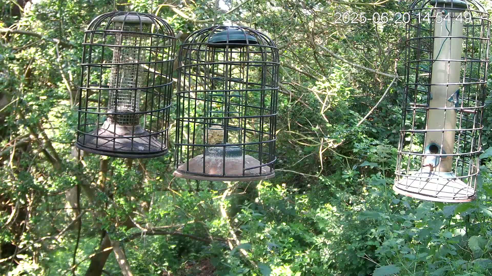 Three caged bird feeders hang from branches in a sunny, leafy woodland.