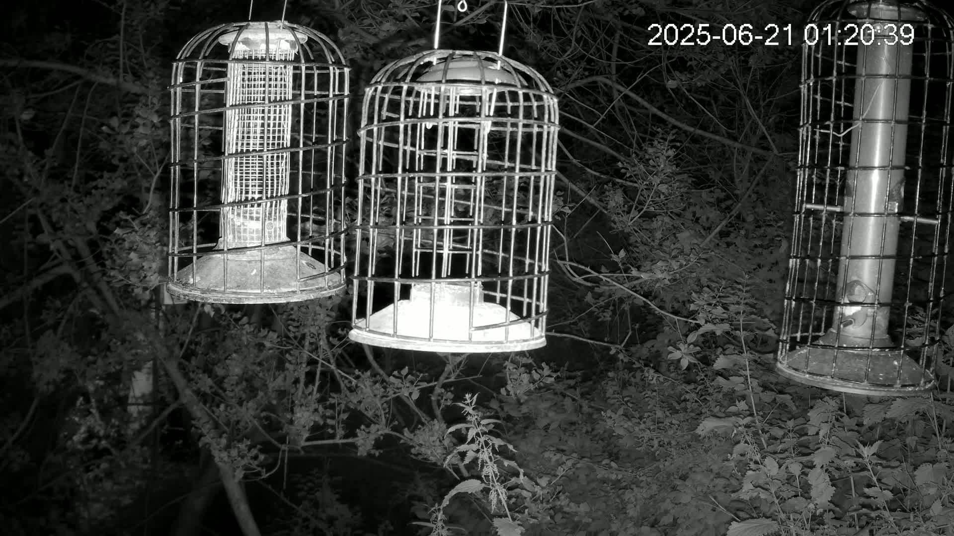 Cornwall, Bird Watching Bird Feeder Live Cam -  Helston, Cornwall, South West, England, United Kingdom