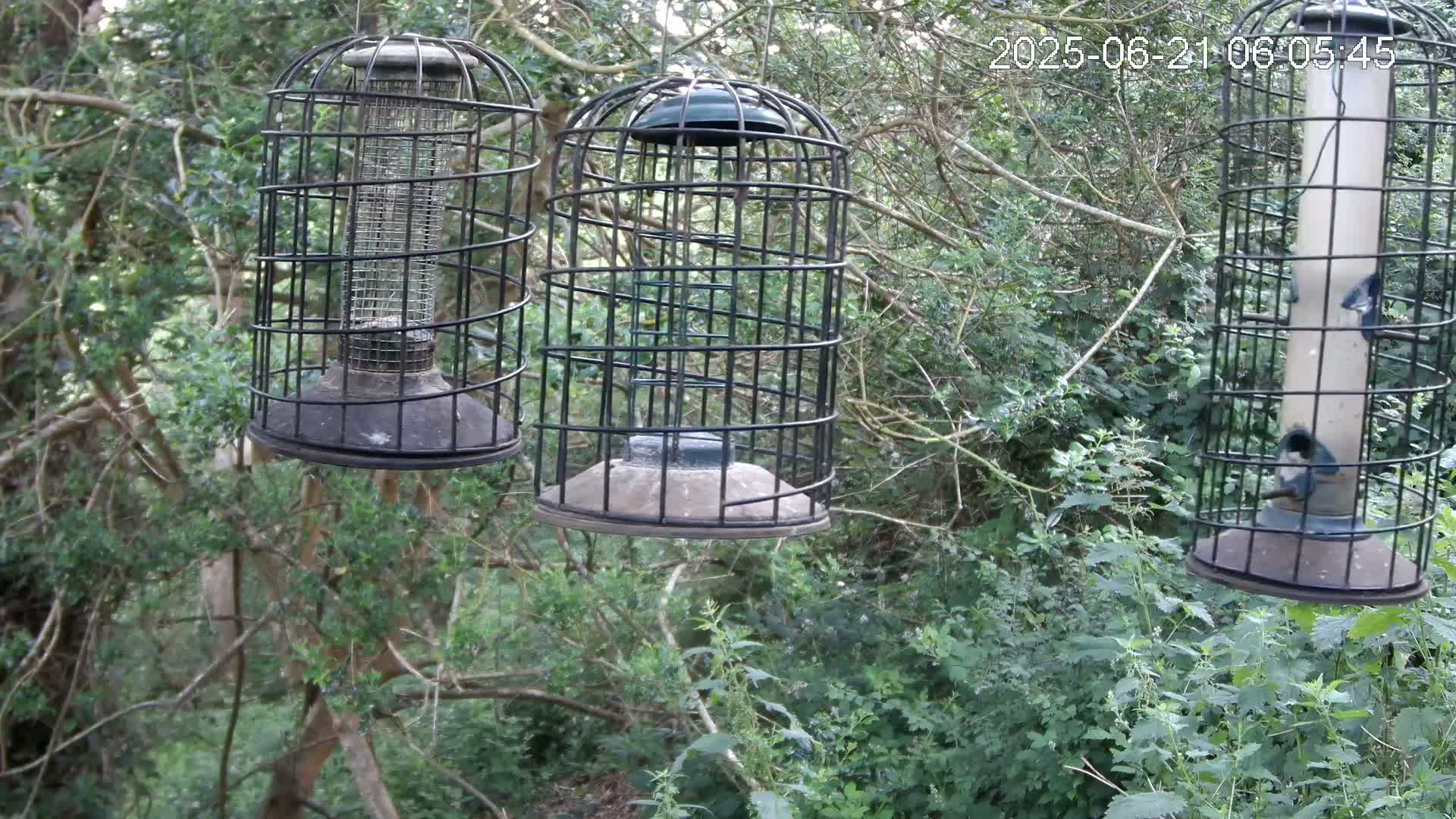 Cornwall, Bird Watching Bird Feeder Live Cam -  Helston, Cornwall, South West, England, United Kingdom