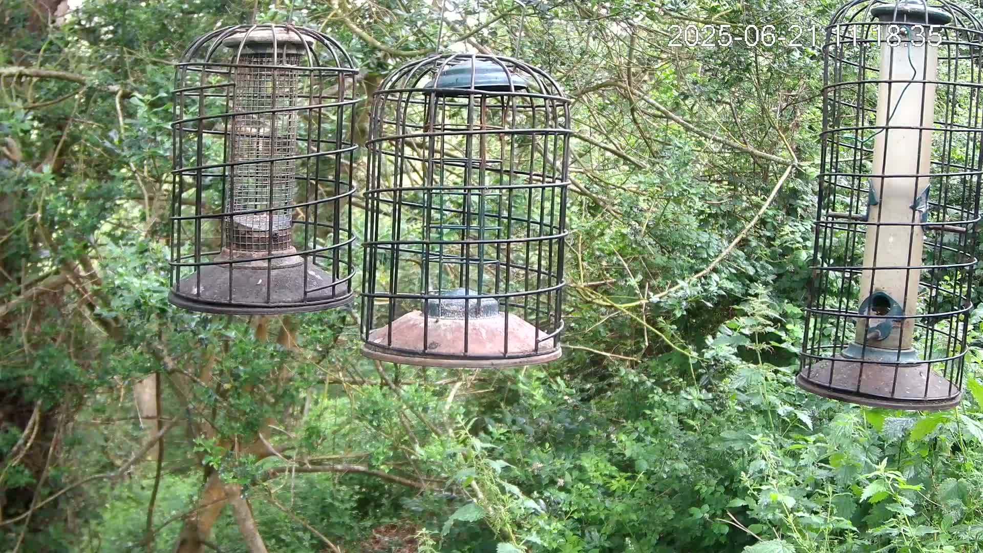 Three caged bird feeders hang from branches in a lush green wooded area on a slightly overcast day.