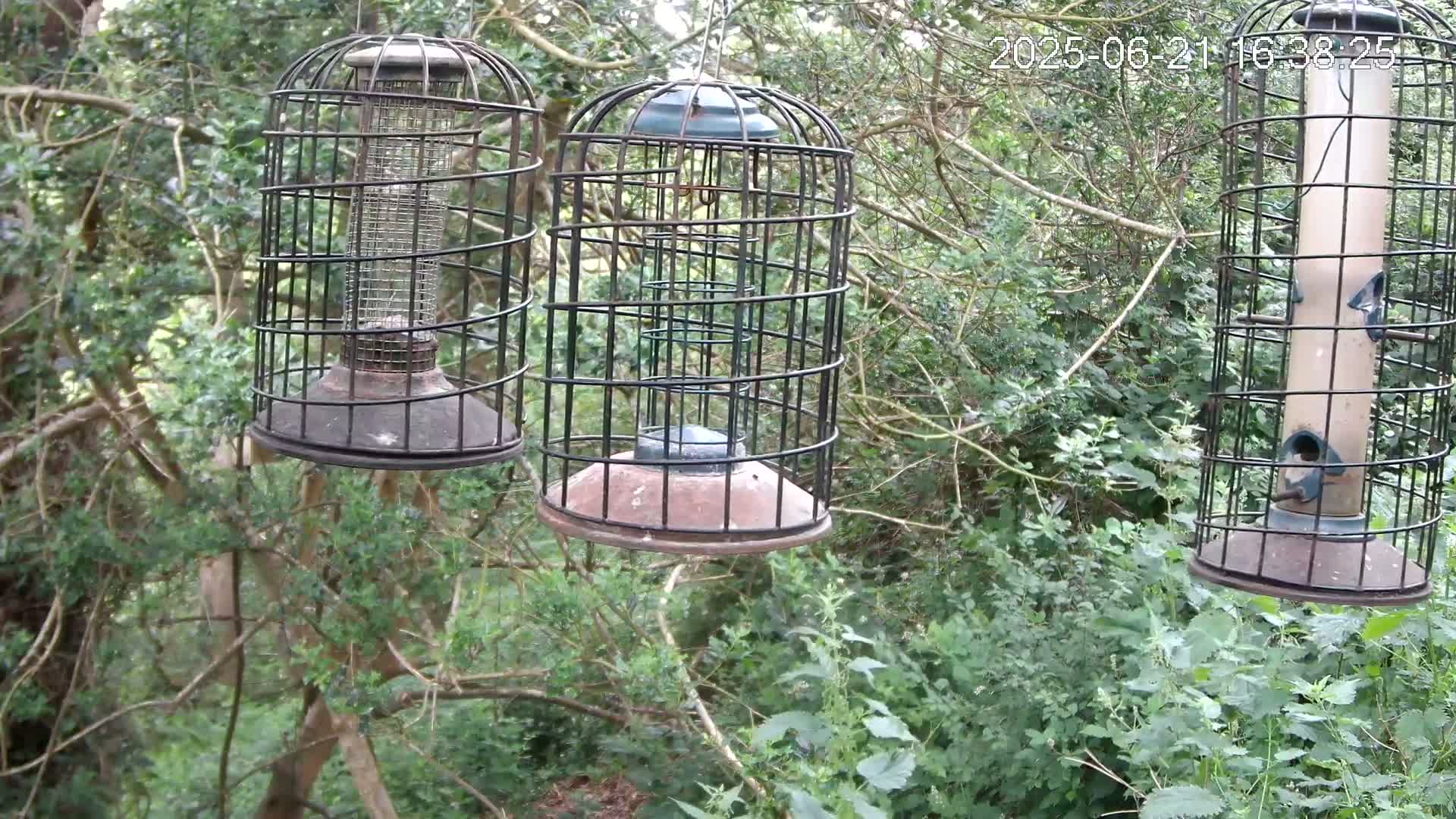 Three caged bird feeders hang from tree branches in a leafy, green woodland setting.