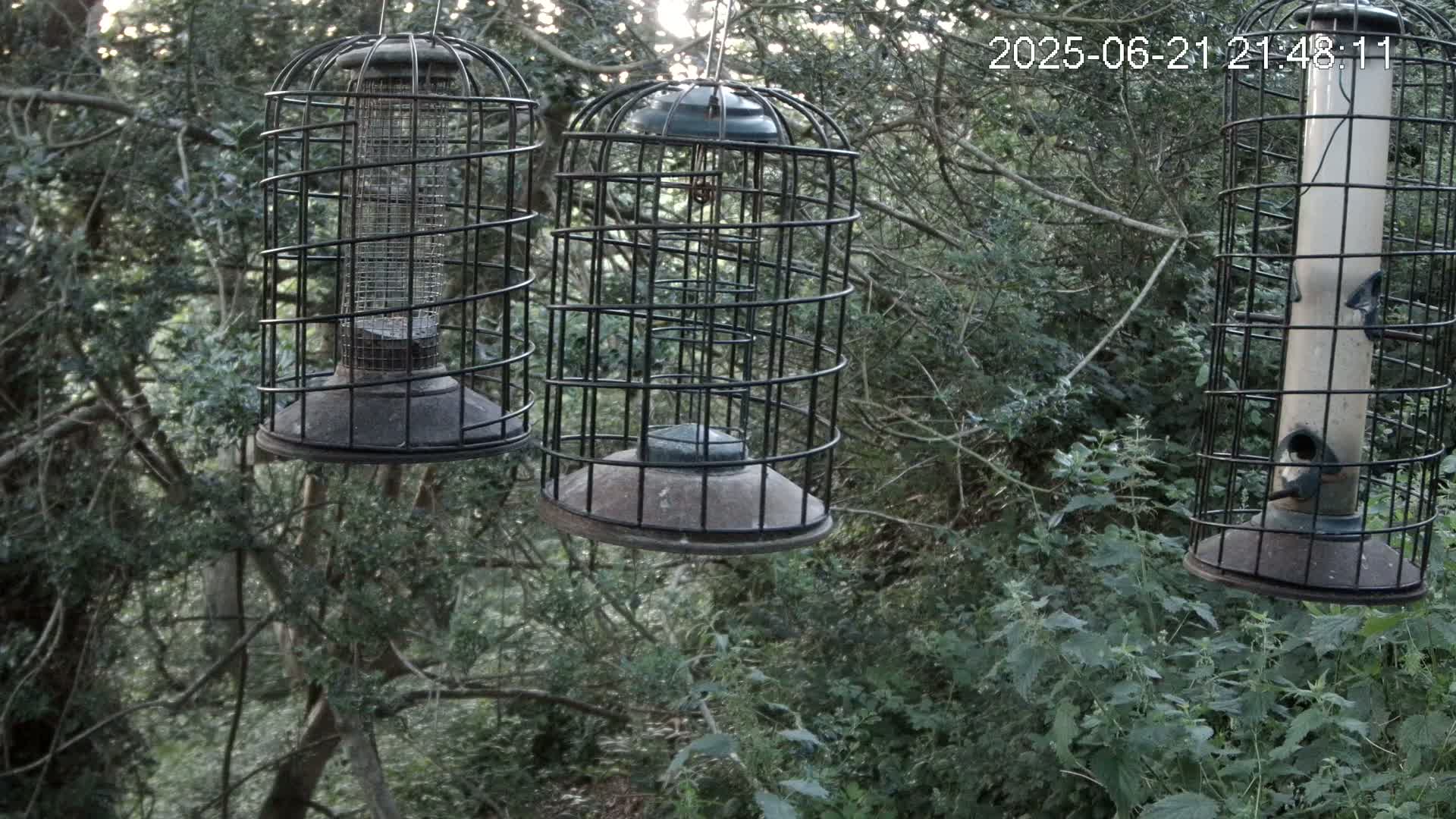 Cornwall, Bird Watching Bird Feeder Live Cam -  Helston, Cornwall, South West, England, United Kingdom