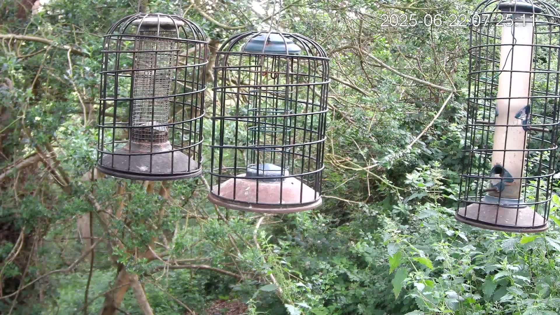 Cornwall, Bird Watching Bird Feeder Live Cam -  Helston, Cornwall, South West, England, United Kingdom