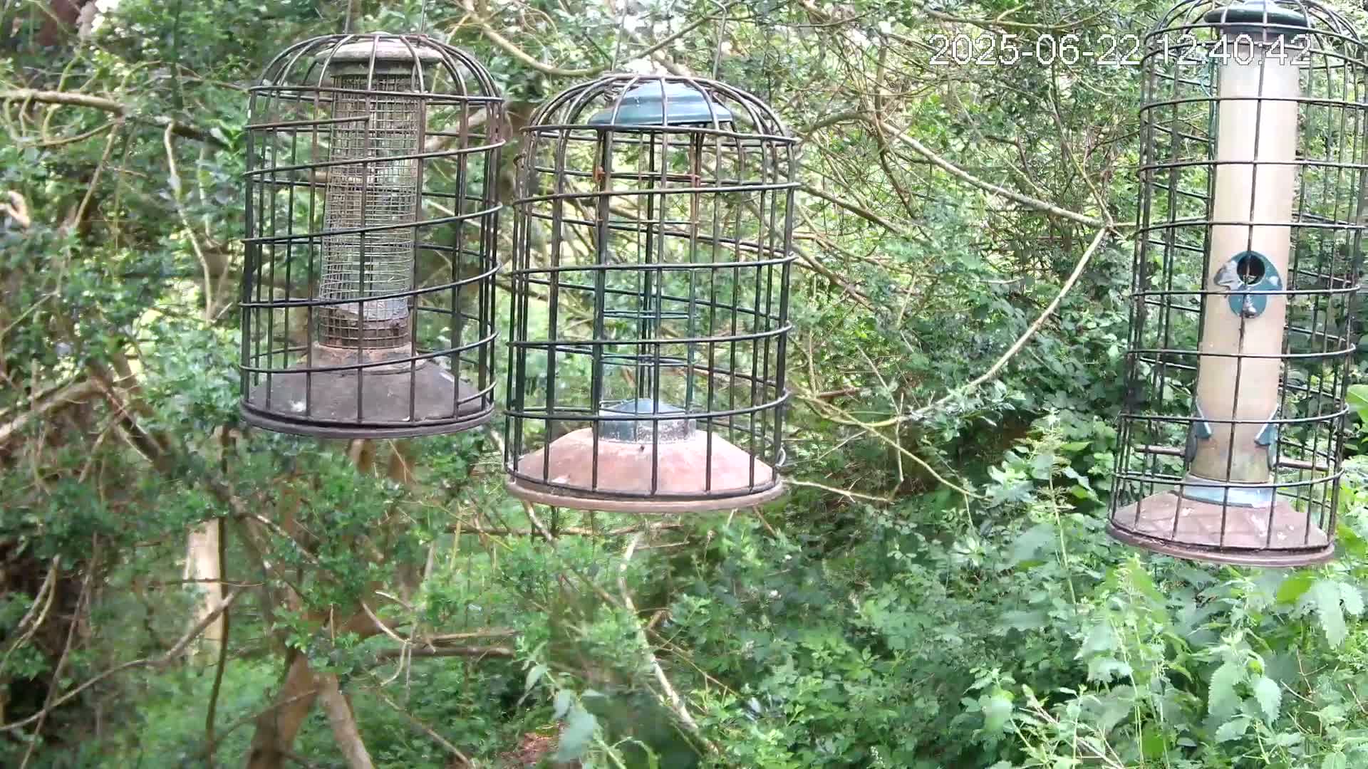Three caged bird feeders hang from a tree branch in a lush, green wooded area.