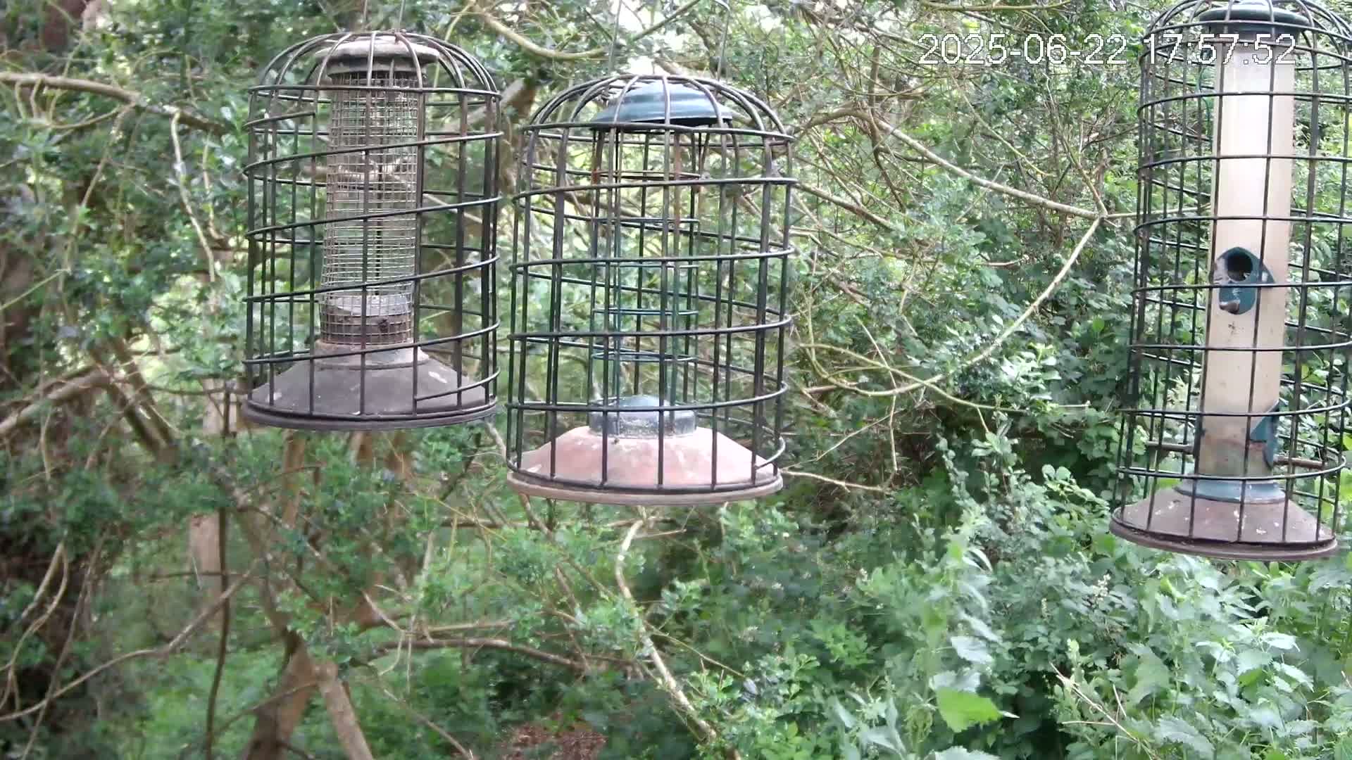 Three caged bird feeders hang from tree branches in a lush green wooded area.