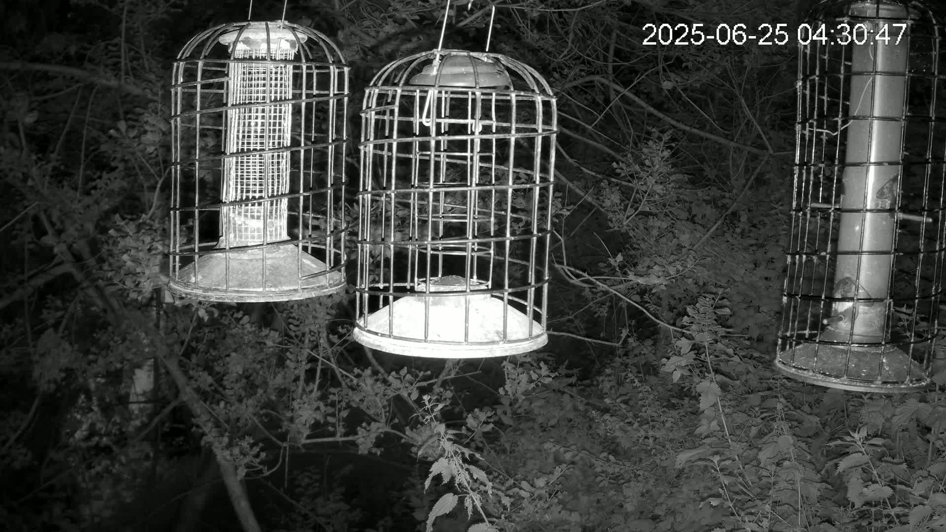 Cornwall, Bird Watching Bird Feeder Live Cam -  Helston, Cornwall, South West, England, United Kingdom