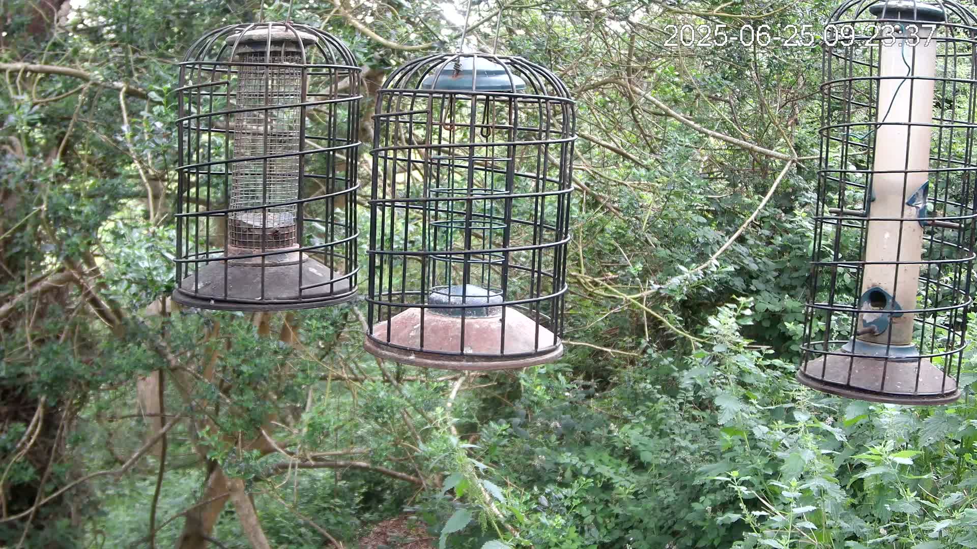 Cornwall, Bird Watching Bird Feeder Live Cam -  Helston, Cornwall, South West, England, United Kingdom