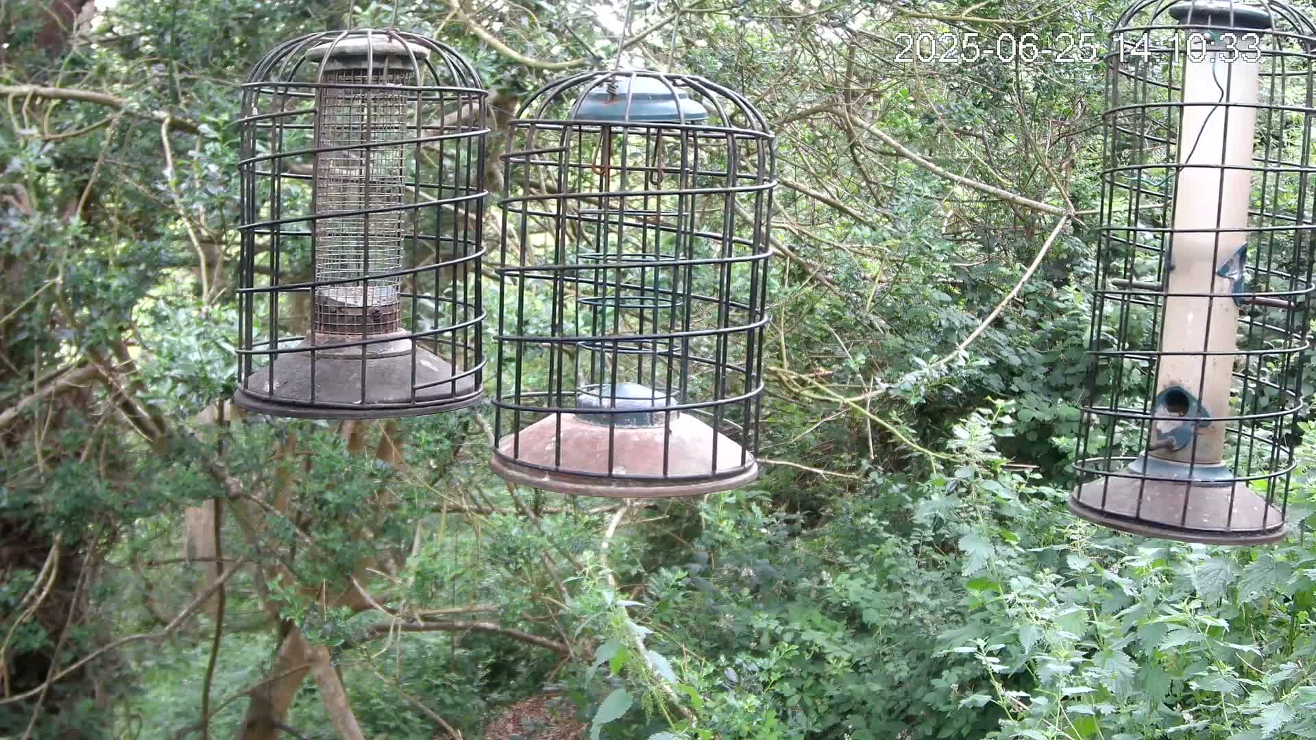 Cornwall, Bird Watching Bird Feeder Live Cam -  Helston, Cornwall, South West, England, United Kingdom
