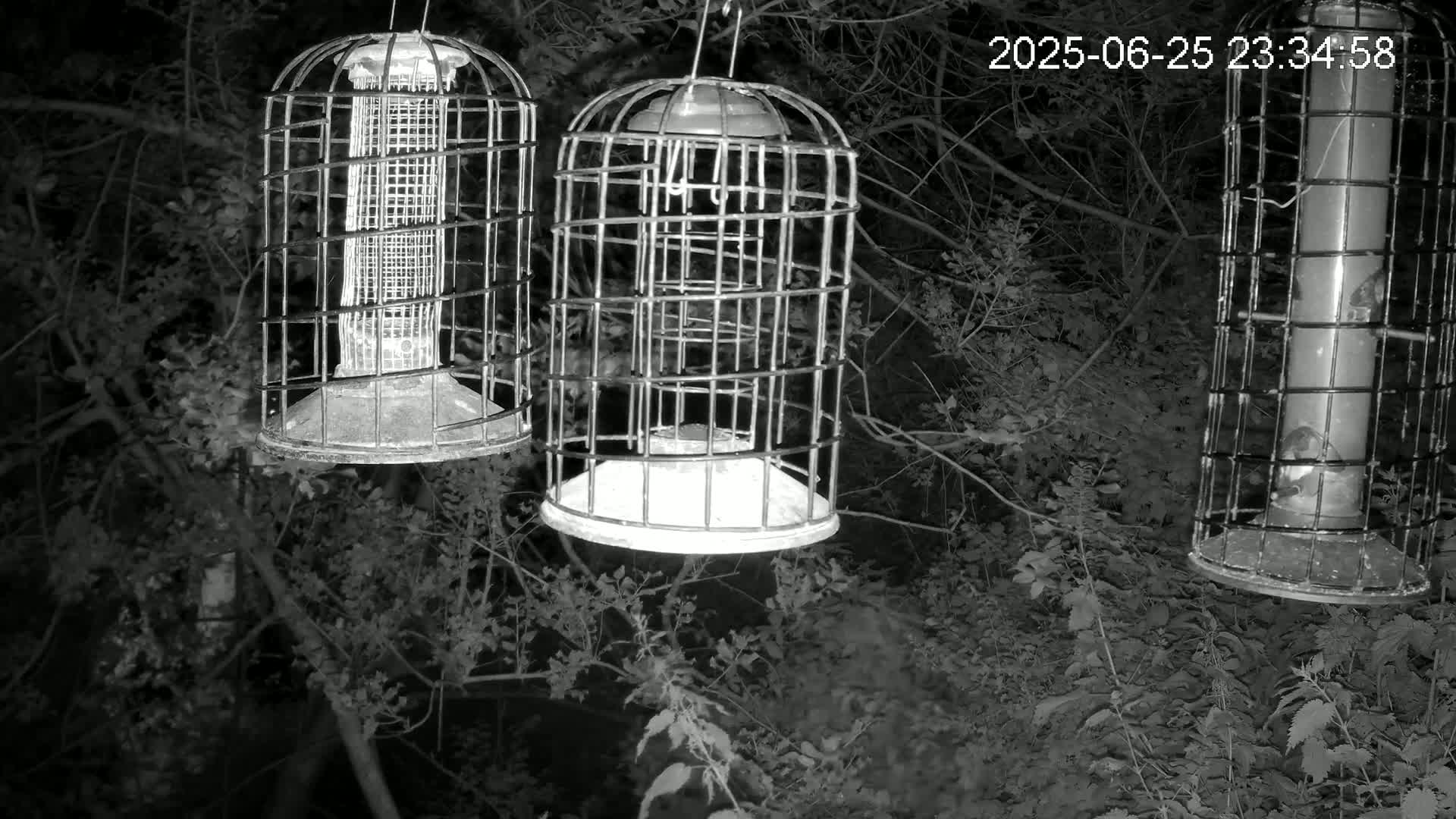 Cornwall, Bird Watching Bird Feeder Live Cam -  Helston, Cornwall, South West, England, United Kingdom