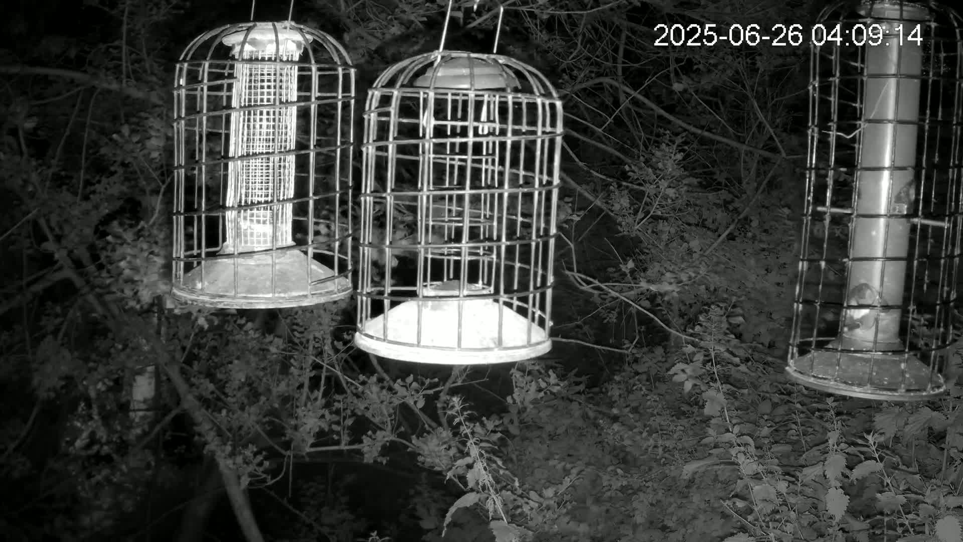 Cornwall, Bird Watching Bird Feeder Live Cam -  Helston, Cornwall, South West, England, United Kingdom