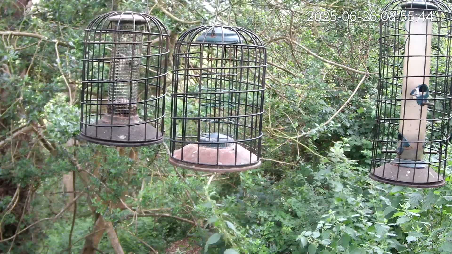 Three caged bird feeders hang from branches in a lush green wooded area.