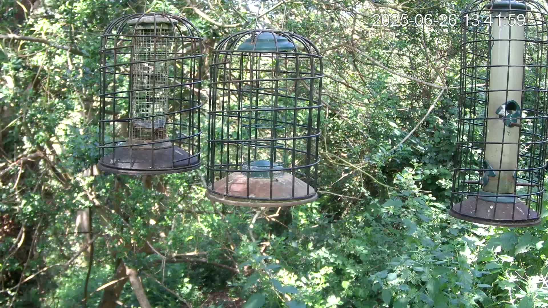 Cornwall, Bird Watching Bird Feeder Live Cam -  Helston, Cornwall, South West, England, United Kingdom