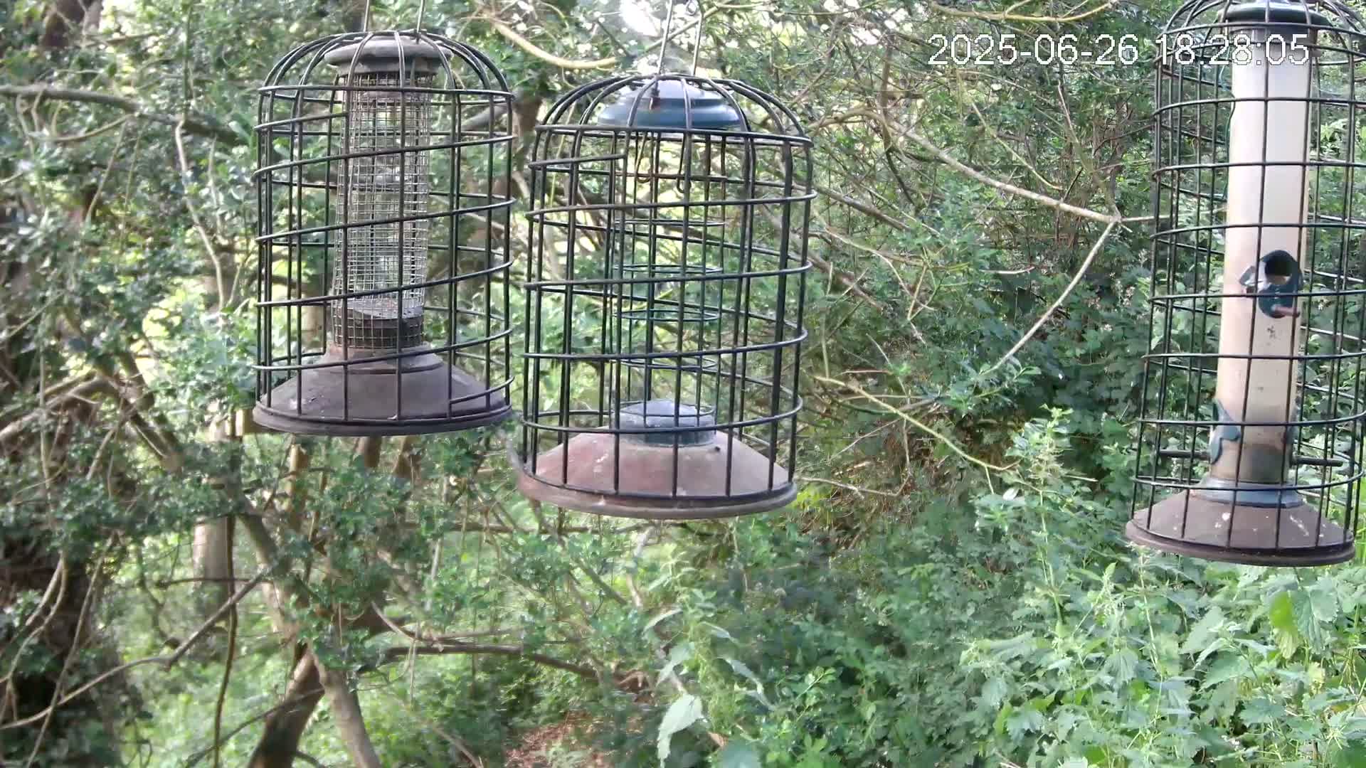 Cornwall, Bird Watching Bird Feeder Live Cam -  Helston, Cornwall, South West, England, United Kingdom