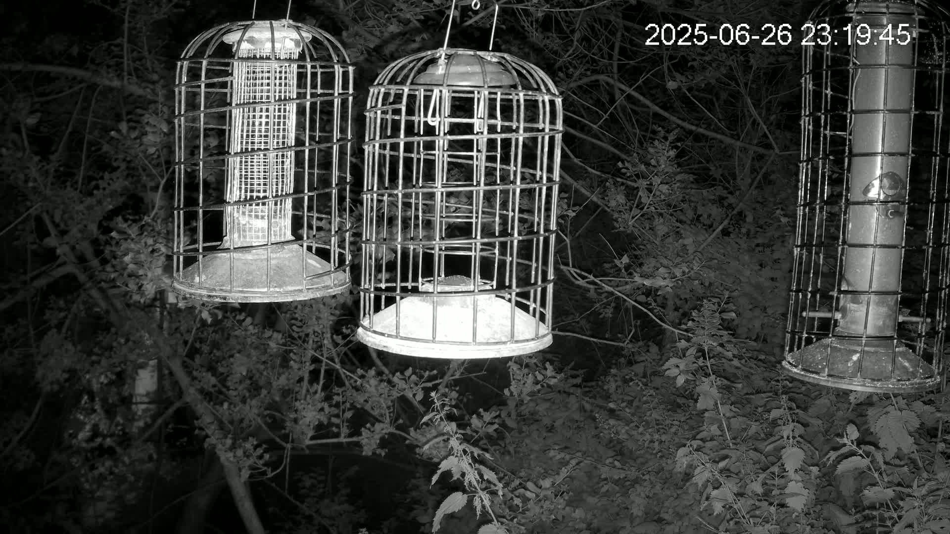 Cornwall, Bird Watching Bird Feeder Live Cam -  Helston, Cornwall, South West, England, United Kingdom