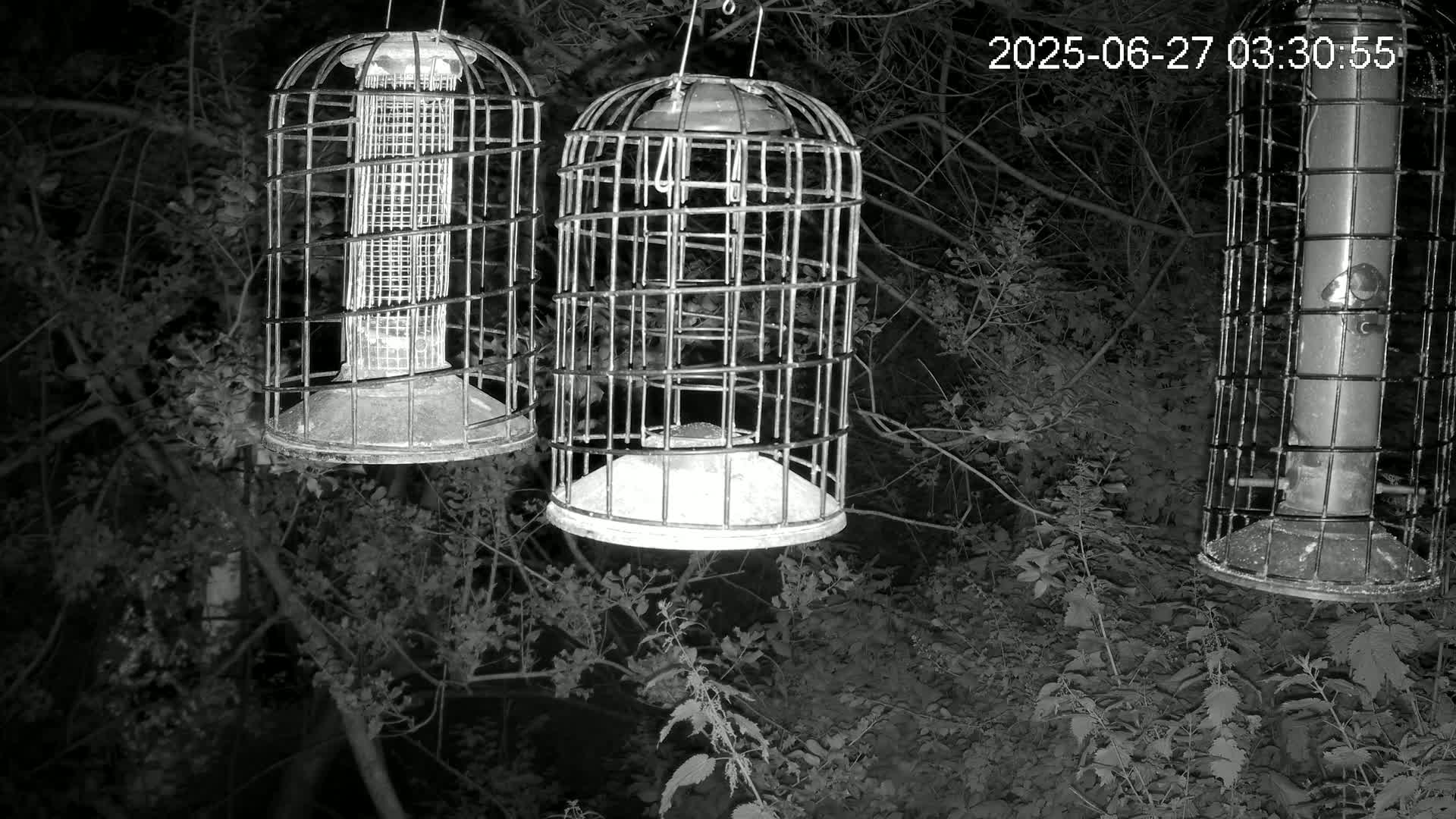 Cornwall, Bird Watching Bird Feeder Live Cam -  Helston, Cornwall, South West, England, United Kingdom