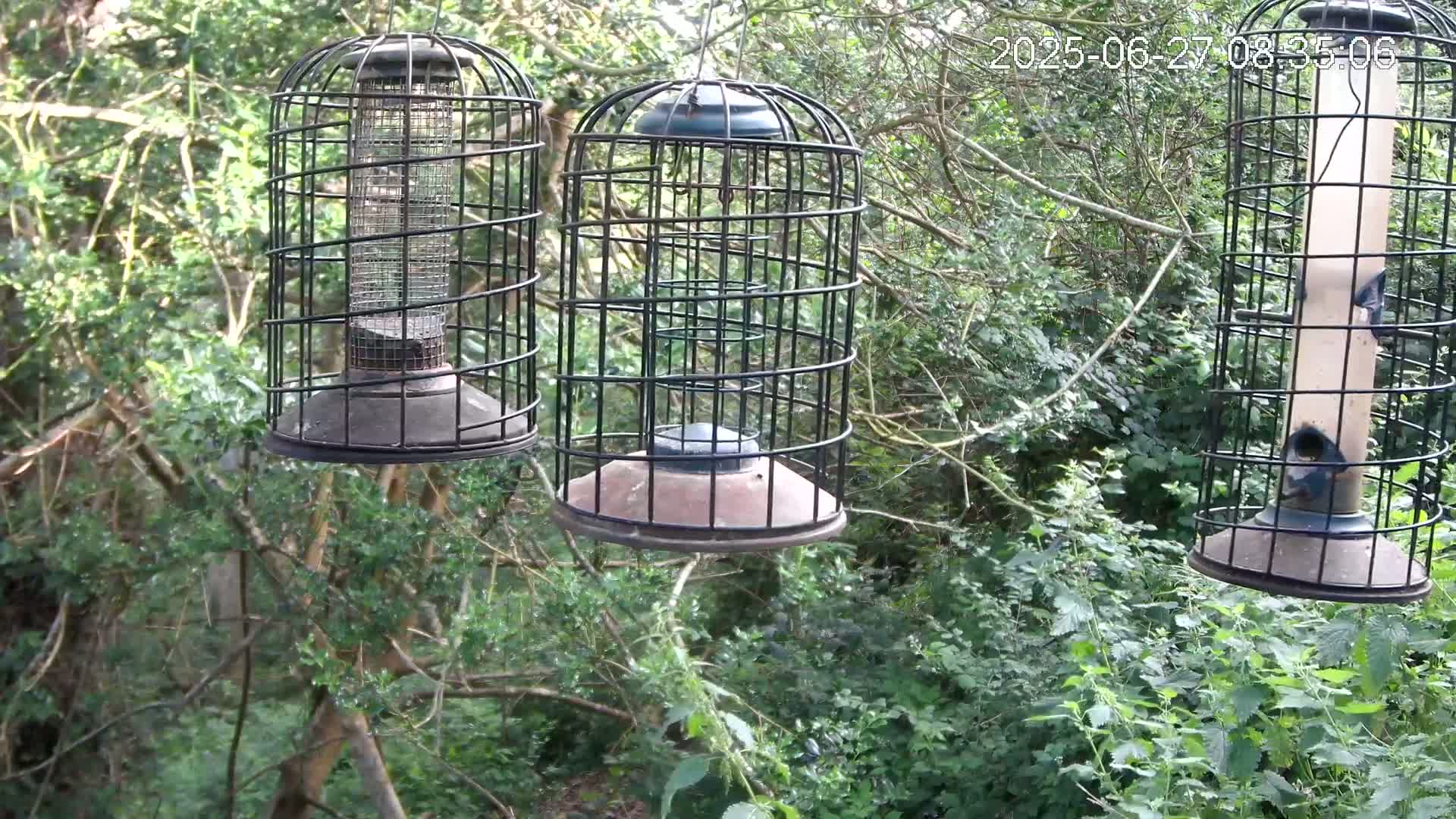Three caged bird feeders hang from a tree branch in a lush green forest.