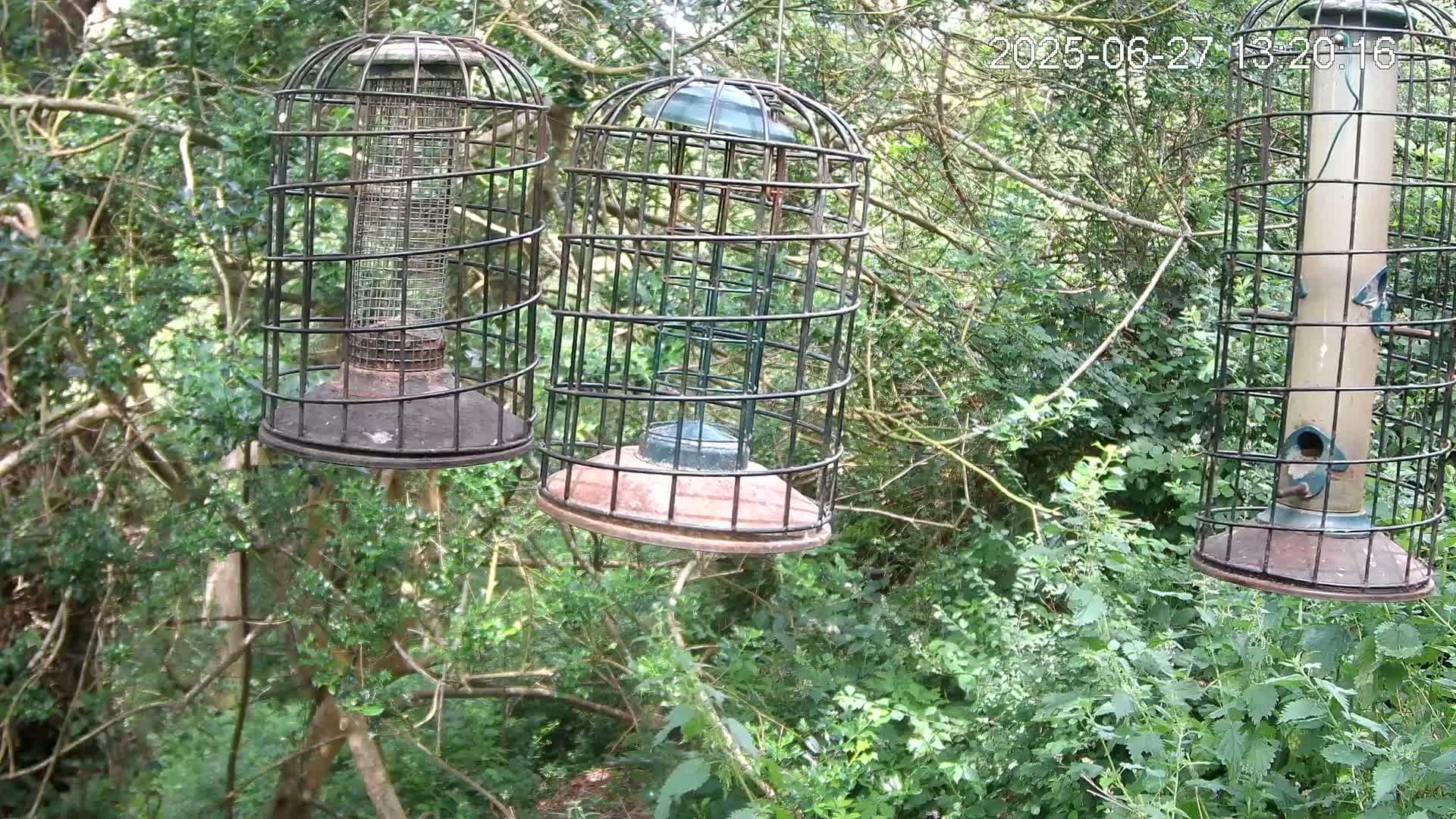 Cornwall, Bird Watching Bird Feeder Live Cam -  Helston, Cornwall, South West, England, United Kingdom