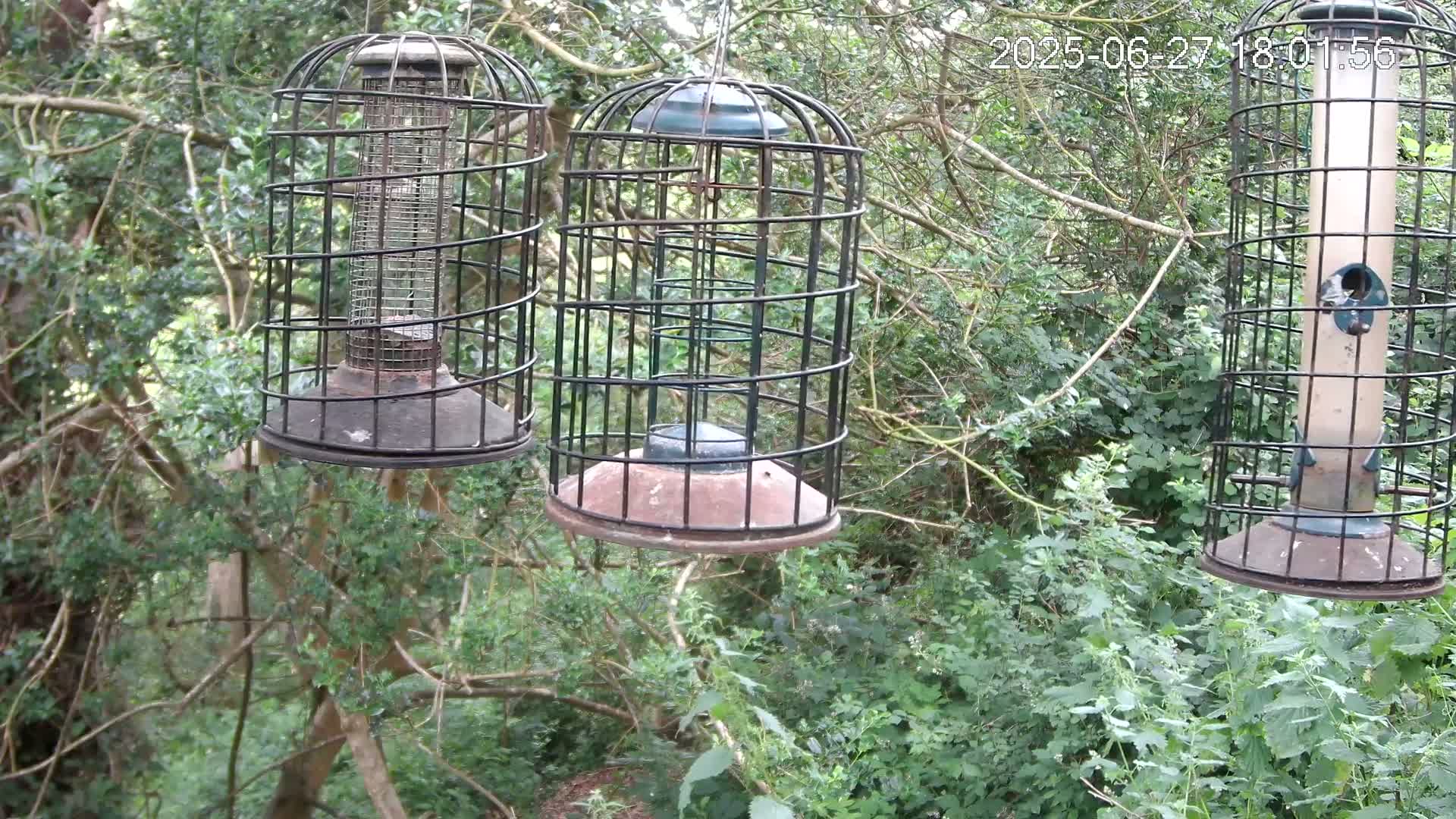 Cornwall, Bird Watching Bird Feeder Live Cam -  Helston, Cornwall, South West, England, United Kingdom
