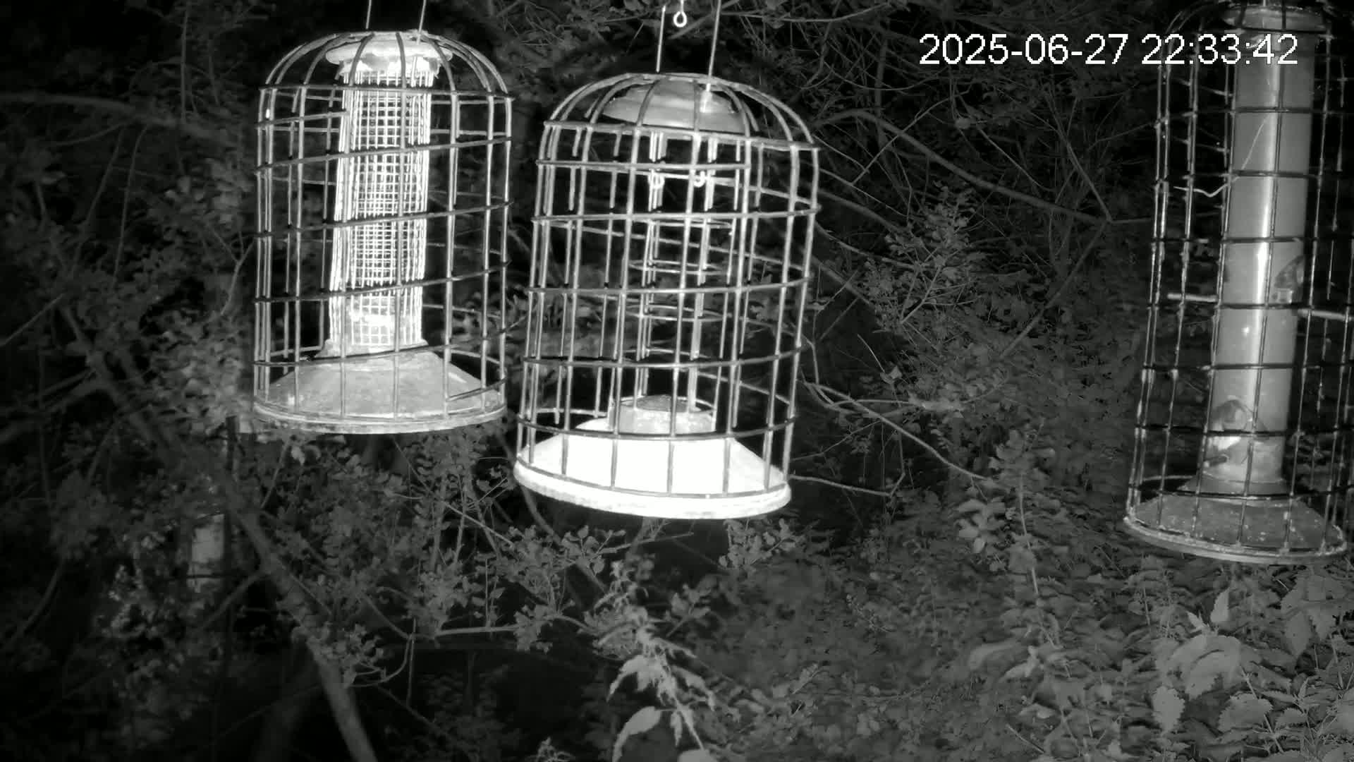 Cornwall, Bird Watching Bird Feeder Live Cam -  Helston, Cornwall, South West, England, United Kingdom