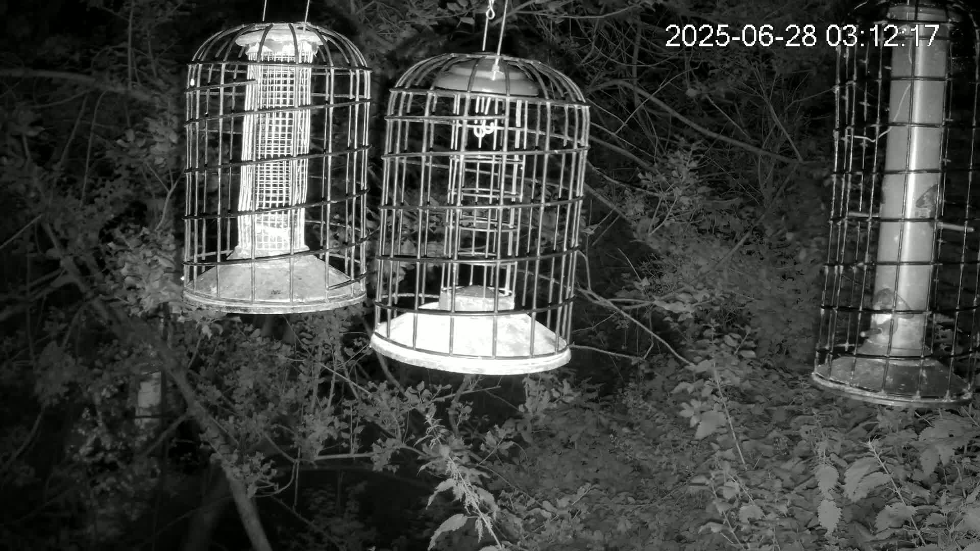 Cornwall, Bird Watching Bird Feeder Live Cam -  Helston, Cornwall, South West, England, United Kingdom
