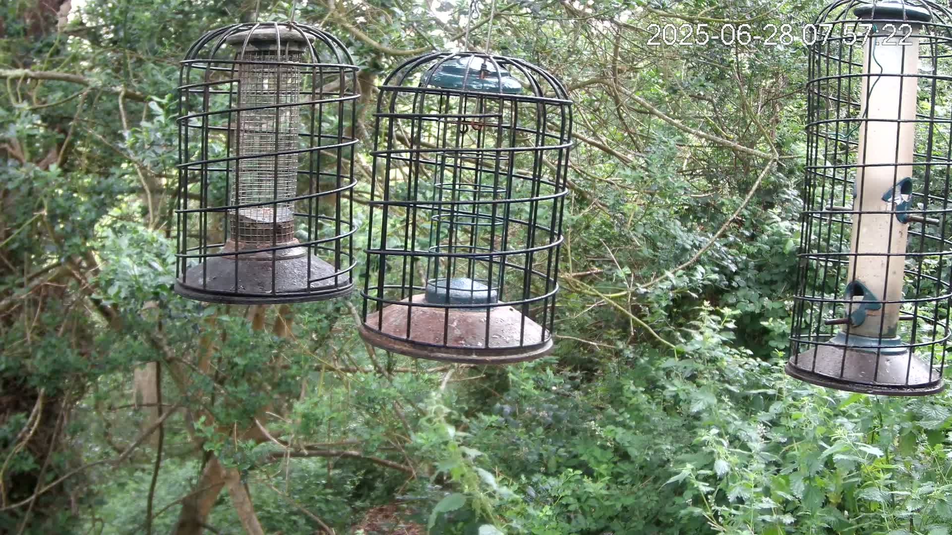Cornwall, Bird Watching Bird Feeder Live Cam -  Helston, Cornwall, South West, England, United Kingdom