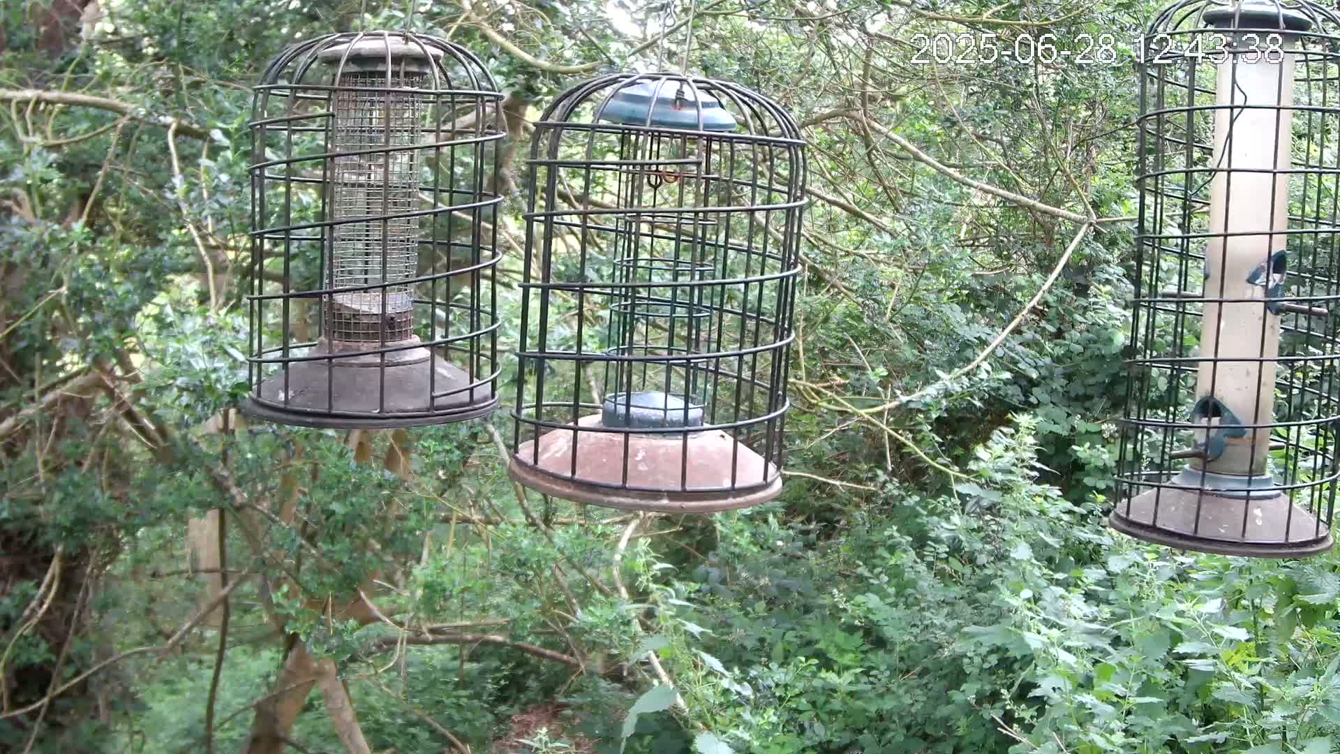 Cornwall, Bird Watching Bird Feeder Live Cam -  Helston, Cornwall, South West, England, United Kingdom