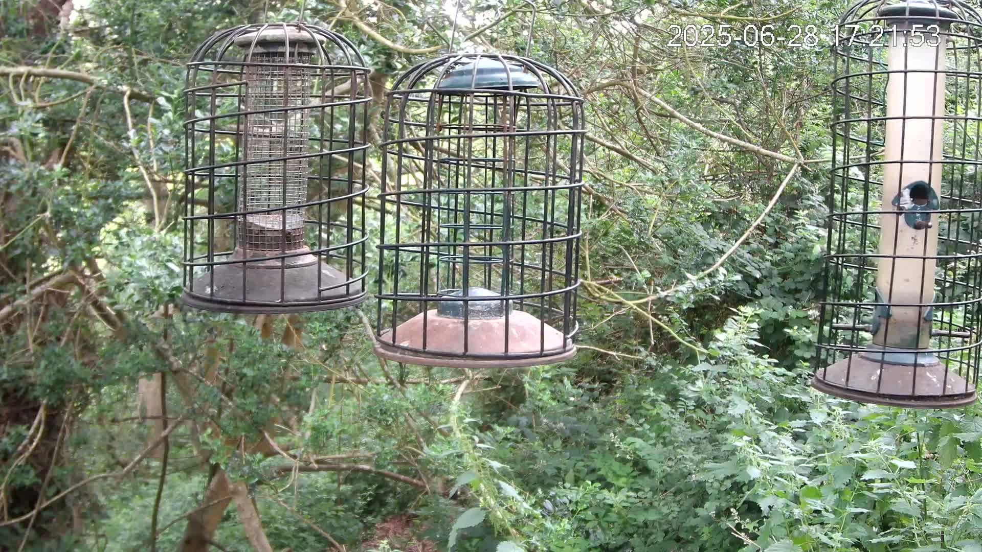 Cornwall, Bird Watching Bird Feeder Live Cam -  Helston, Cornwall, South West, England, United Kingdom