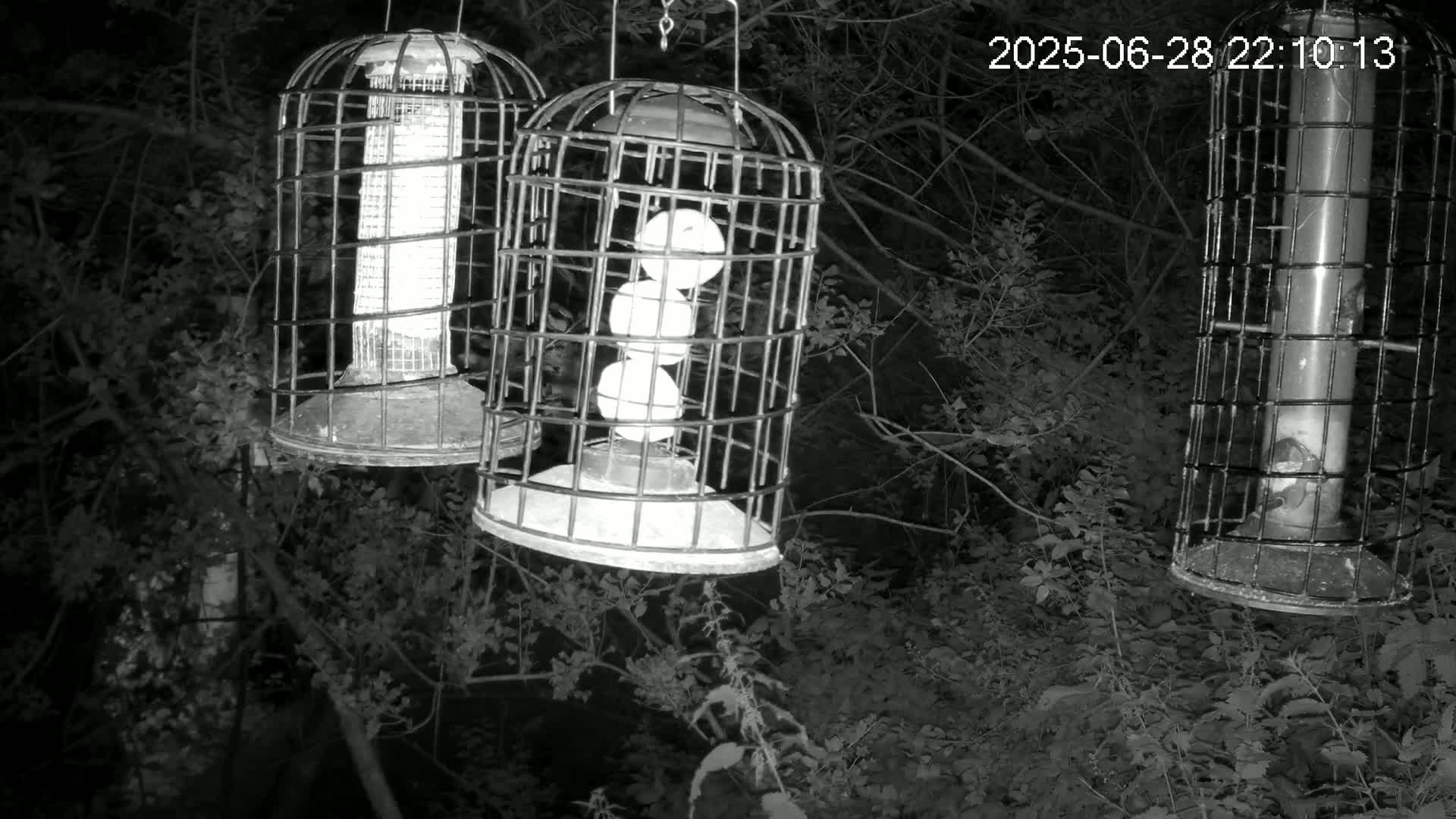 Cornwall, Bird Watching Bird Feeder Live Cam -  Helston, Cornwall, South West, England, United Kingdom