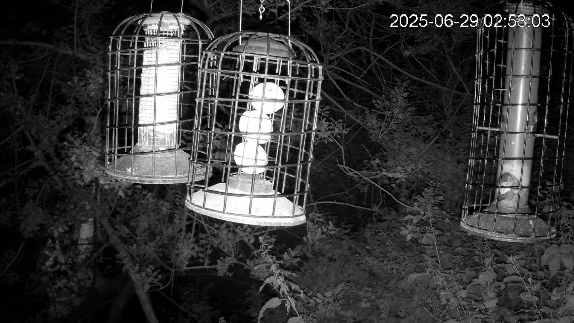 Cornwall, Bird Watching Bird Feeder Live Cam -  Helston, Cornwall, South West, England, United Kingdom