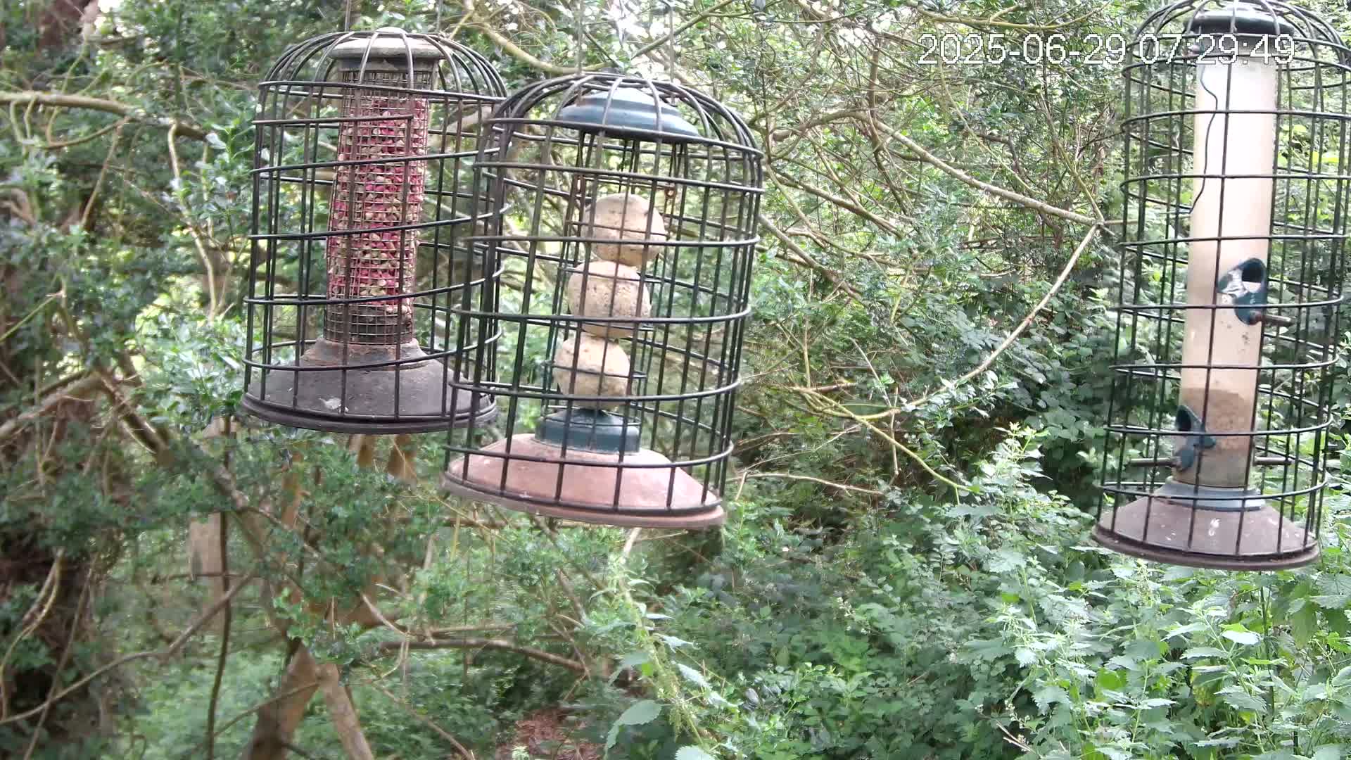Cornwall, Bird Watching Bird Feeder Live Cam -  Helston, Cornwall, South West, England, United Kingdom
