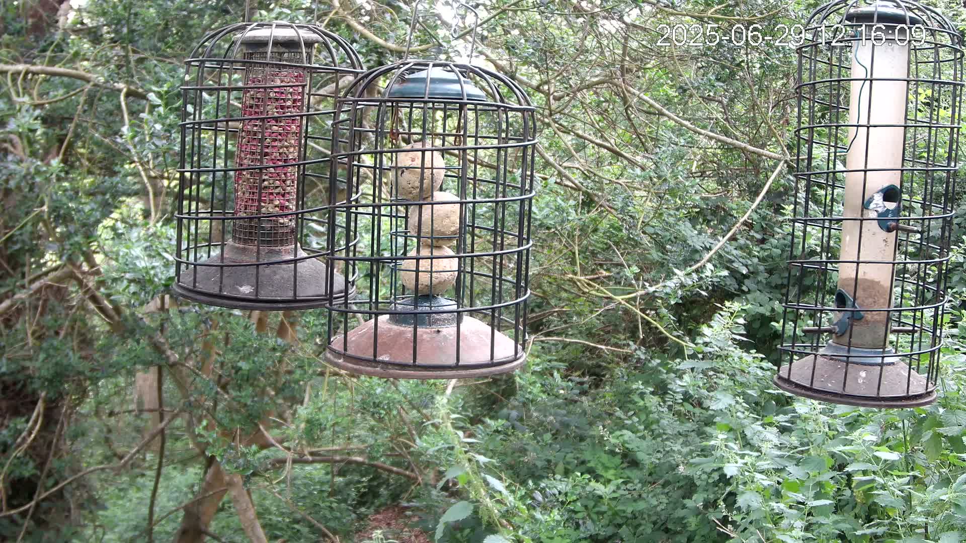 Cornwall, Bird Watching Bird Feeder Live Cam -  Helston, Cornwall, South West, England, United Kingdom