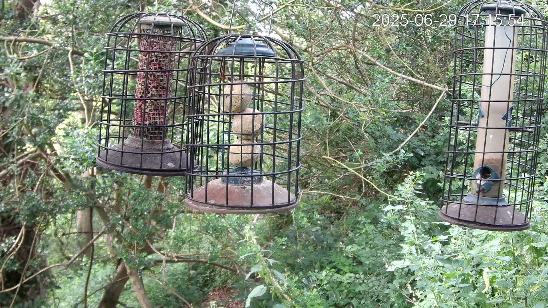 Cornwall, Bird Watching Bird Feeder Live Cam -  Helston, Cornwall, South West, England, United Kingdom