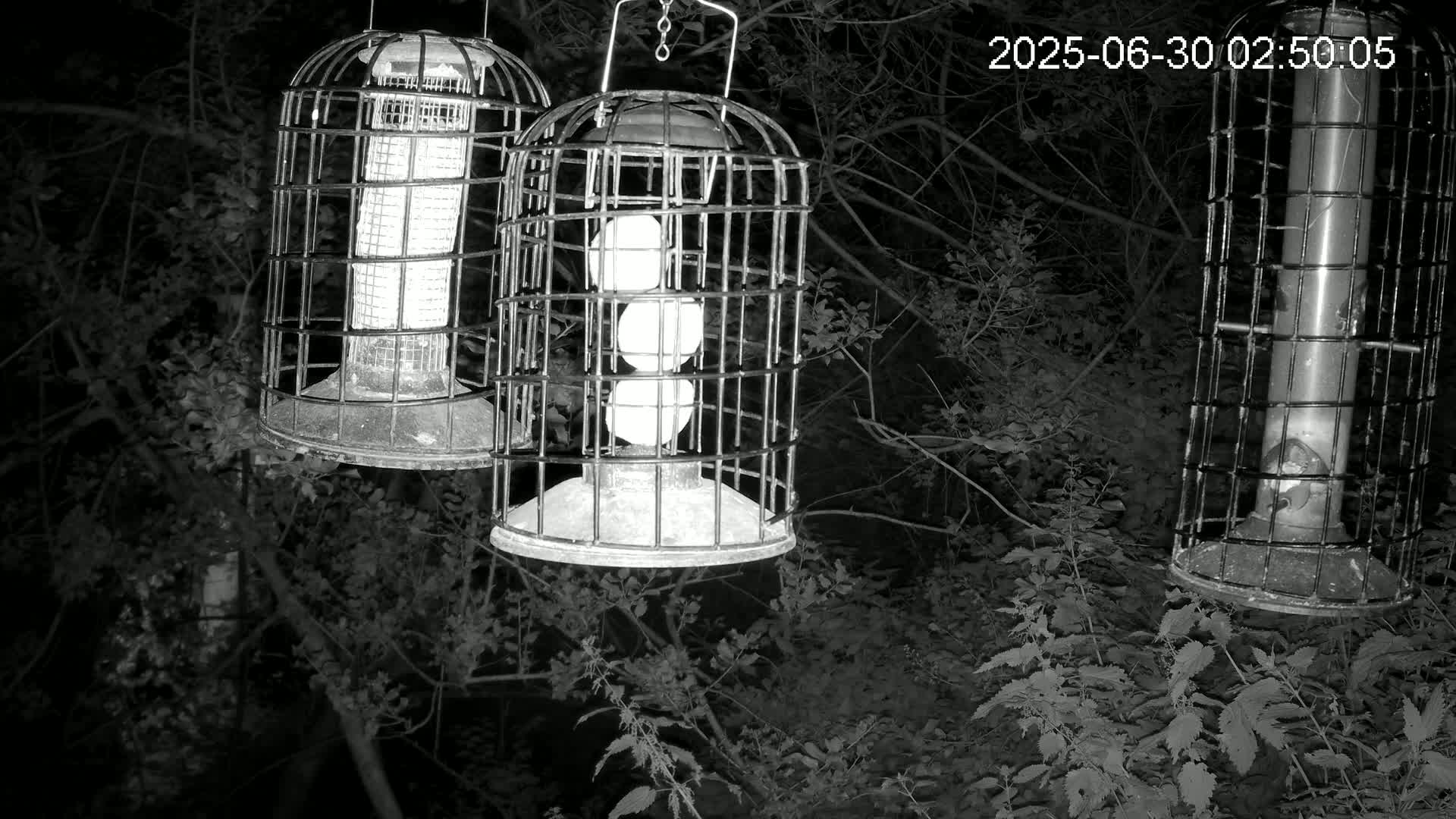 Cornwall, Bird Watching Bird Feeder Live Cam -  Helston, Cornwall, South West, England, United Kingdom