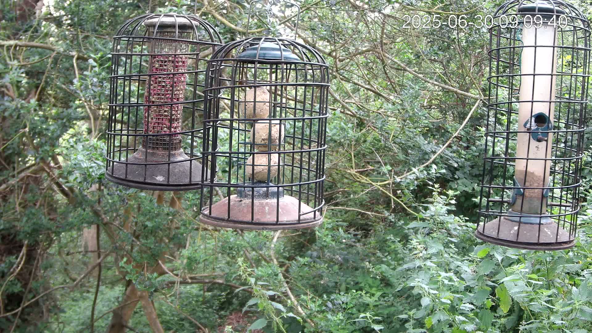 Three caged bird feeders hang from tree branches in a wooded area.