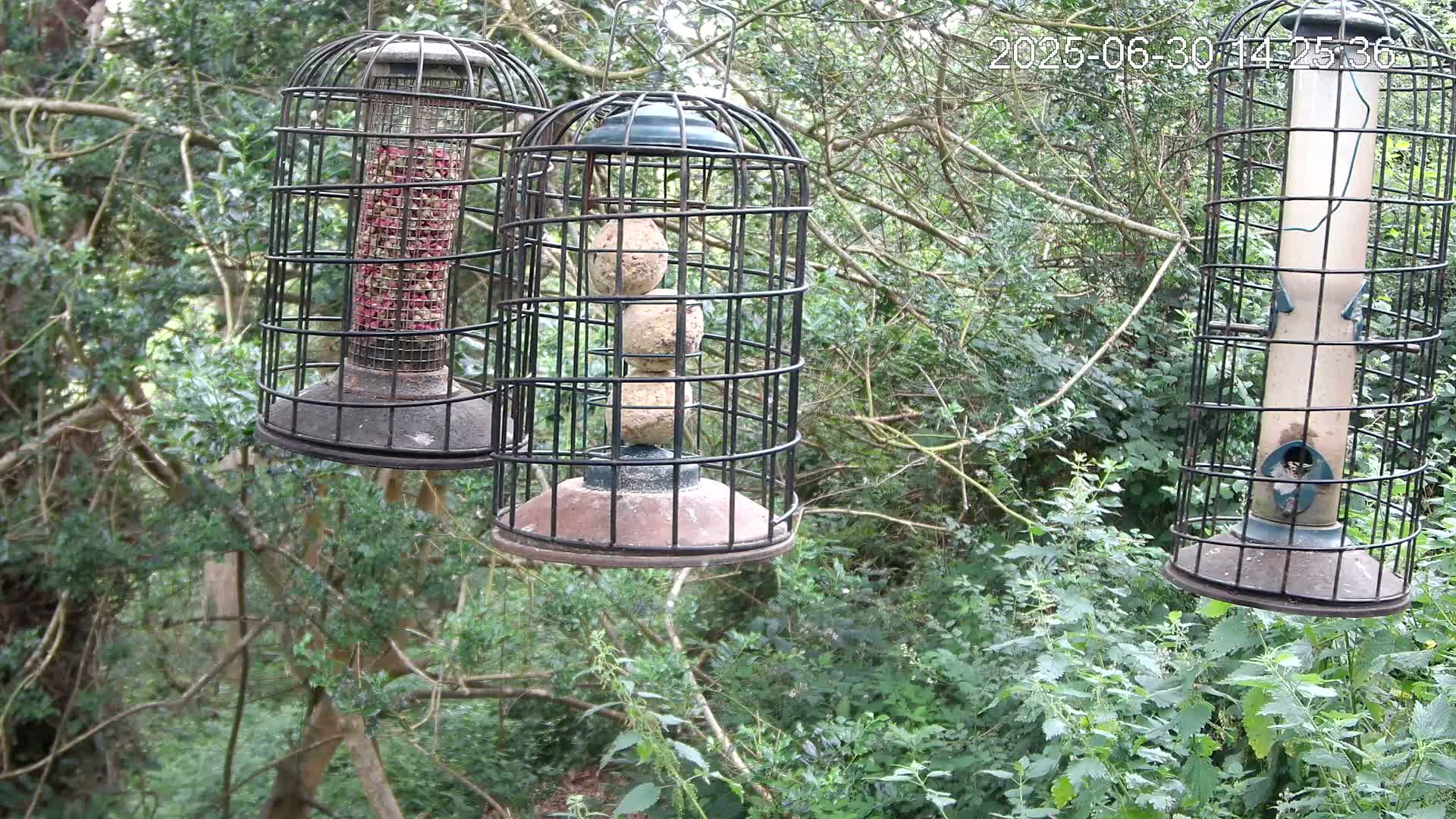 Cornwall, Bird Watching Bird Feeder Live Cam -  Helston, Cornwall, South West, England, United Kingdom