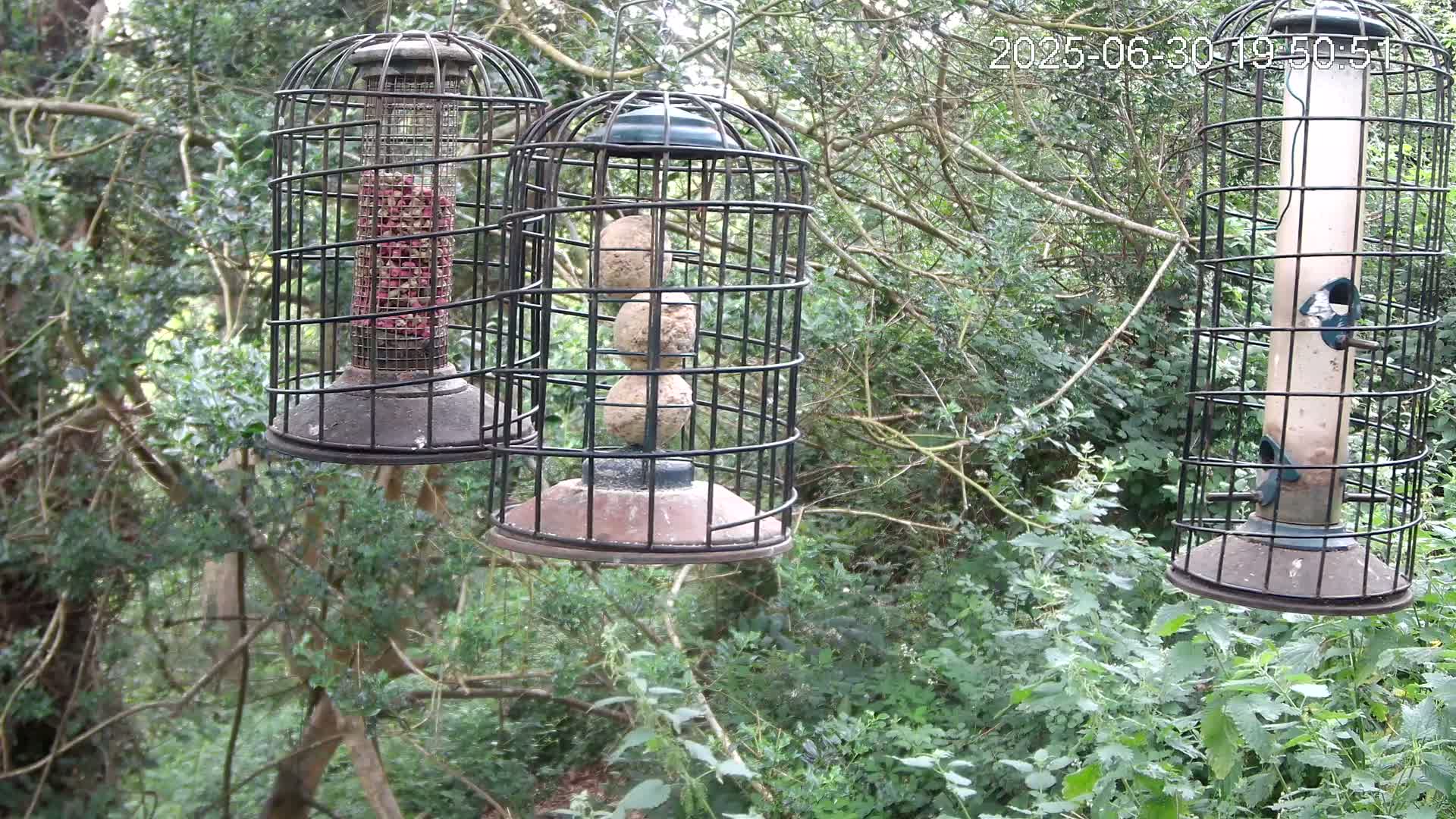 Cornwall, Bird Watching Bird Feeder Live Cam -  Helston, Cornwall, South West, England, United Kingdom