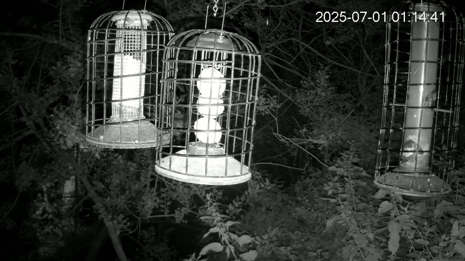 Cornwall, Bird Watching Bird Feeder Live Cam -  Helston, Cornwall, South West, England, United Kingdom