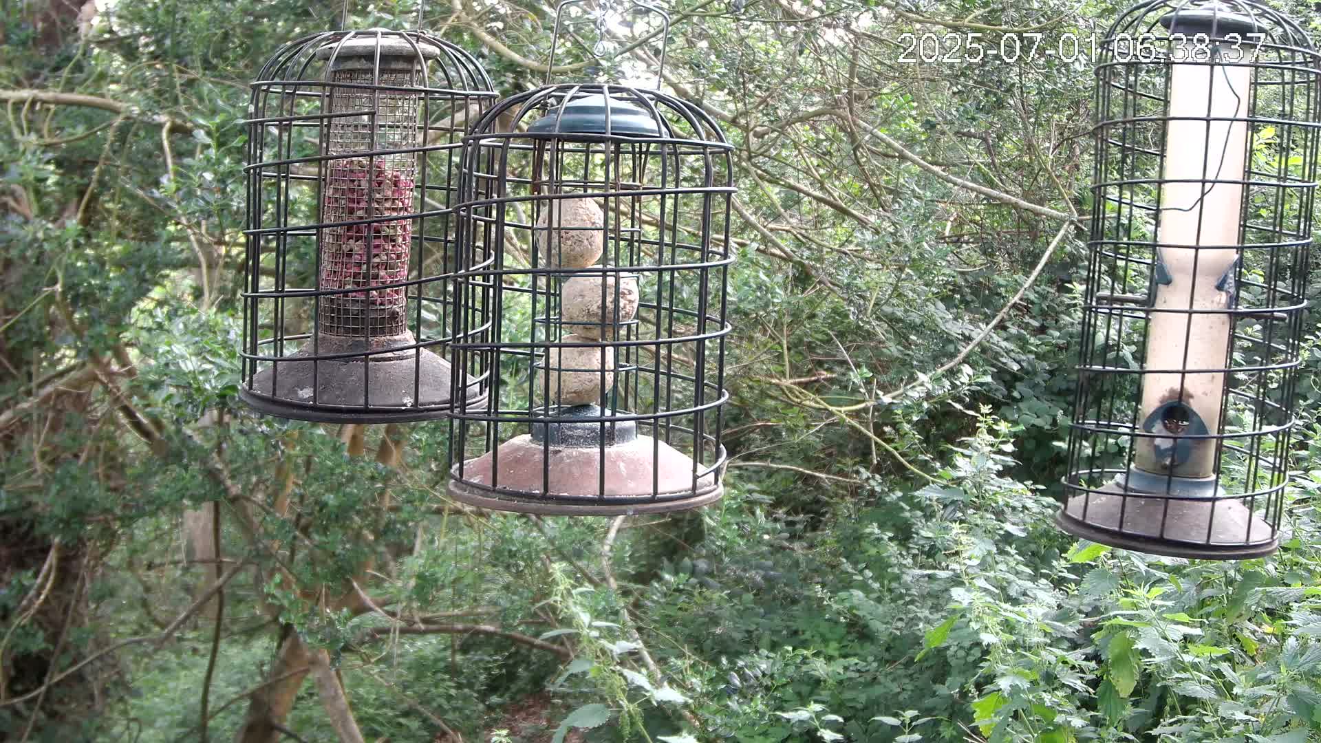 Cornwall, Bird Watching Bird Feeder Live Cam -  Helston, Cornwall, South West, England, United Kingdom