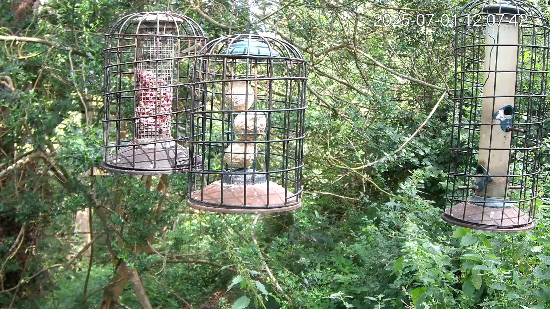 Cornwall, Bird Watching Bird Feeder Live Cam -  Helston, Cornwall, South West, England, United Kingdom