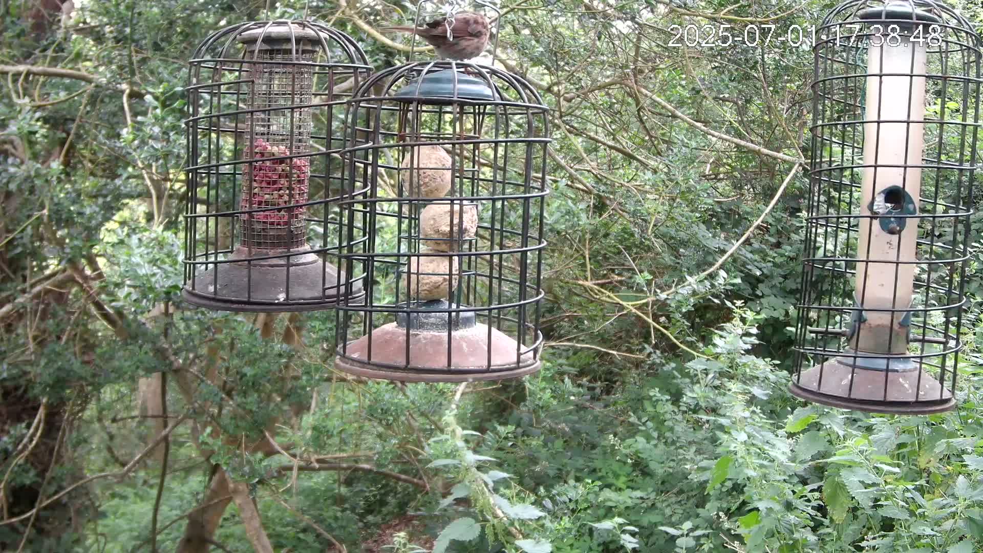Cornwall, Bird Watching Bird Feeder Live Cam -  Helston, Cornwall, South West, England, United Kingdom