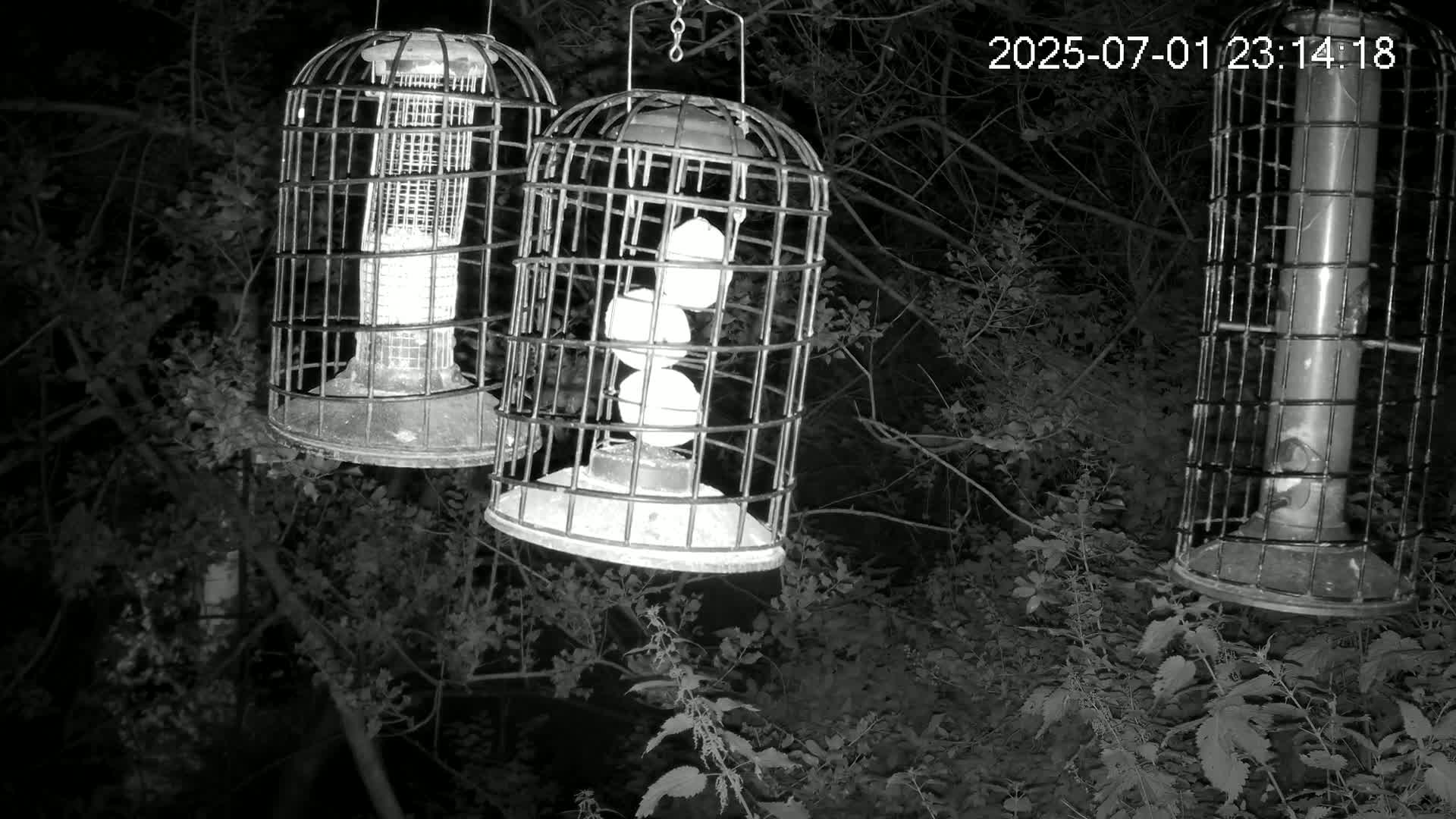 Cornwall, Bird Watching Bird Feeder Live Cam -  Helston, Cornwall, South West, England, United Kingdom