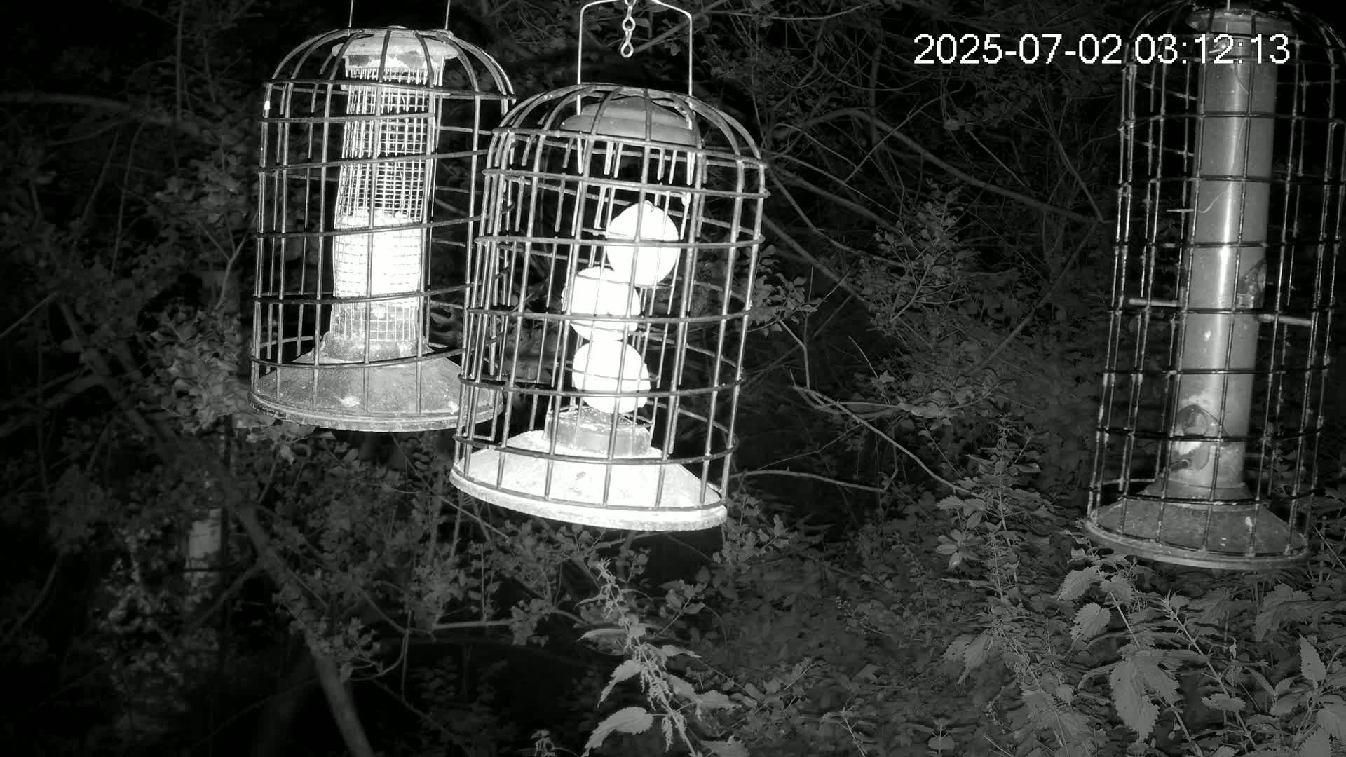 Cornwall, Bird Watching Bird Feeder Live Cam -  Helston, Cornwall, South West, England, United Kingdom