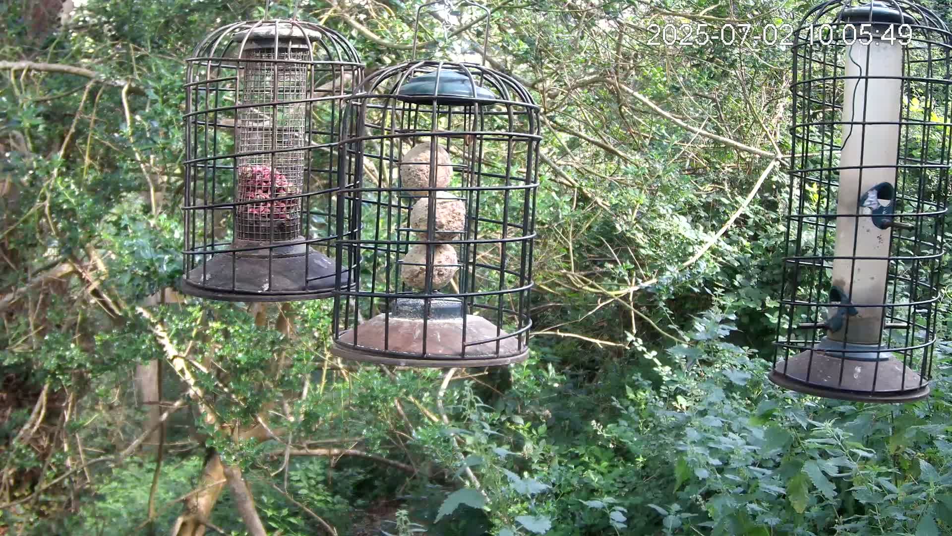 Cornwall, Bird Watching Bird Feeder Live Cam -  Helston, Cornwall, South West, England, United Kingdom