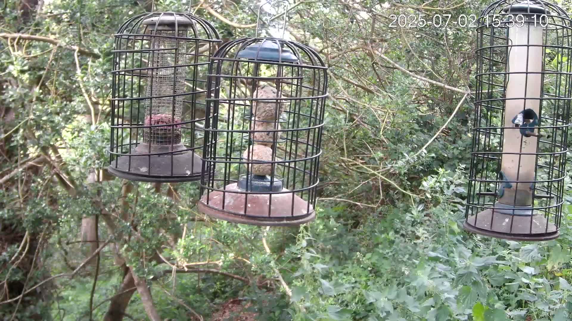 Cornwall, Bird Watching Bird Feeder Live Cam -  Helston, Cornwall, South West, England, United Kingdom