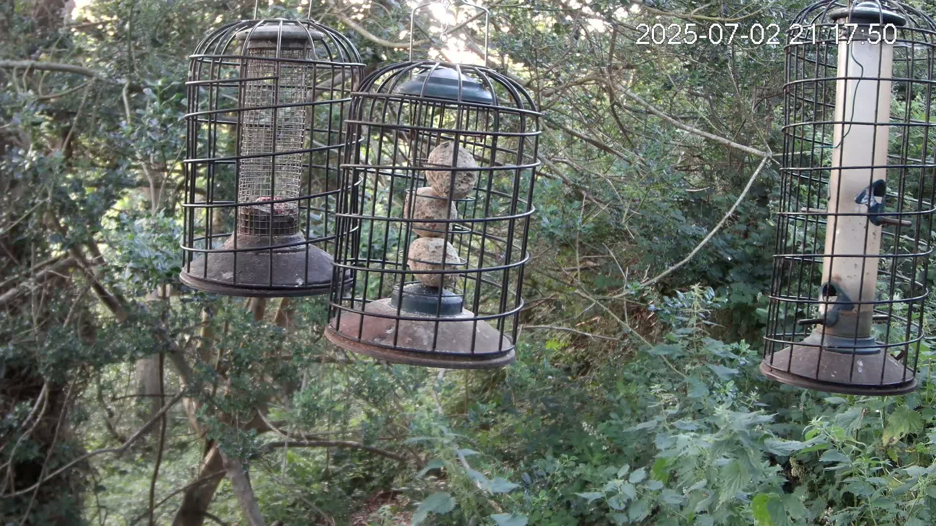 Cornwall, Bird Watching Bird Feeder Live Cam -  Helston, Cornwall, South West, England, United Kingdom
