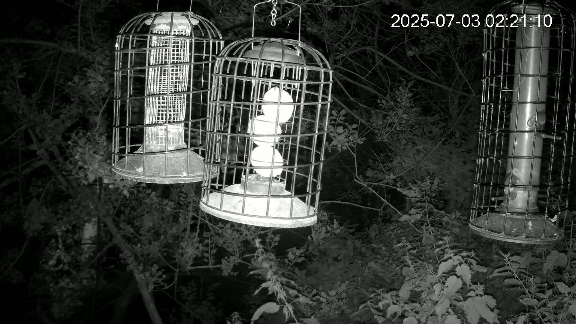 Cornwall, Bird Watching Bird Feeder Live Cam -  Helston, Cornwall, South West, England, United Kingdom