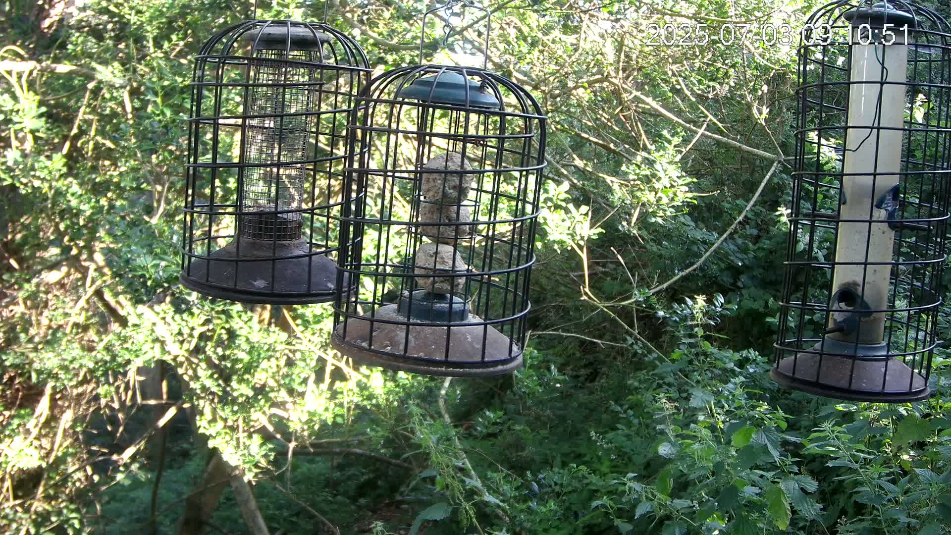 Three caged bird feeders hang in a sun-dappled, leafy green woodland setting.
